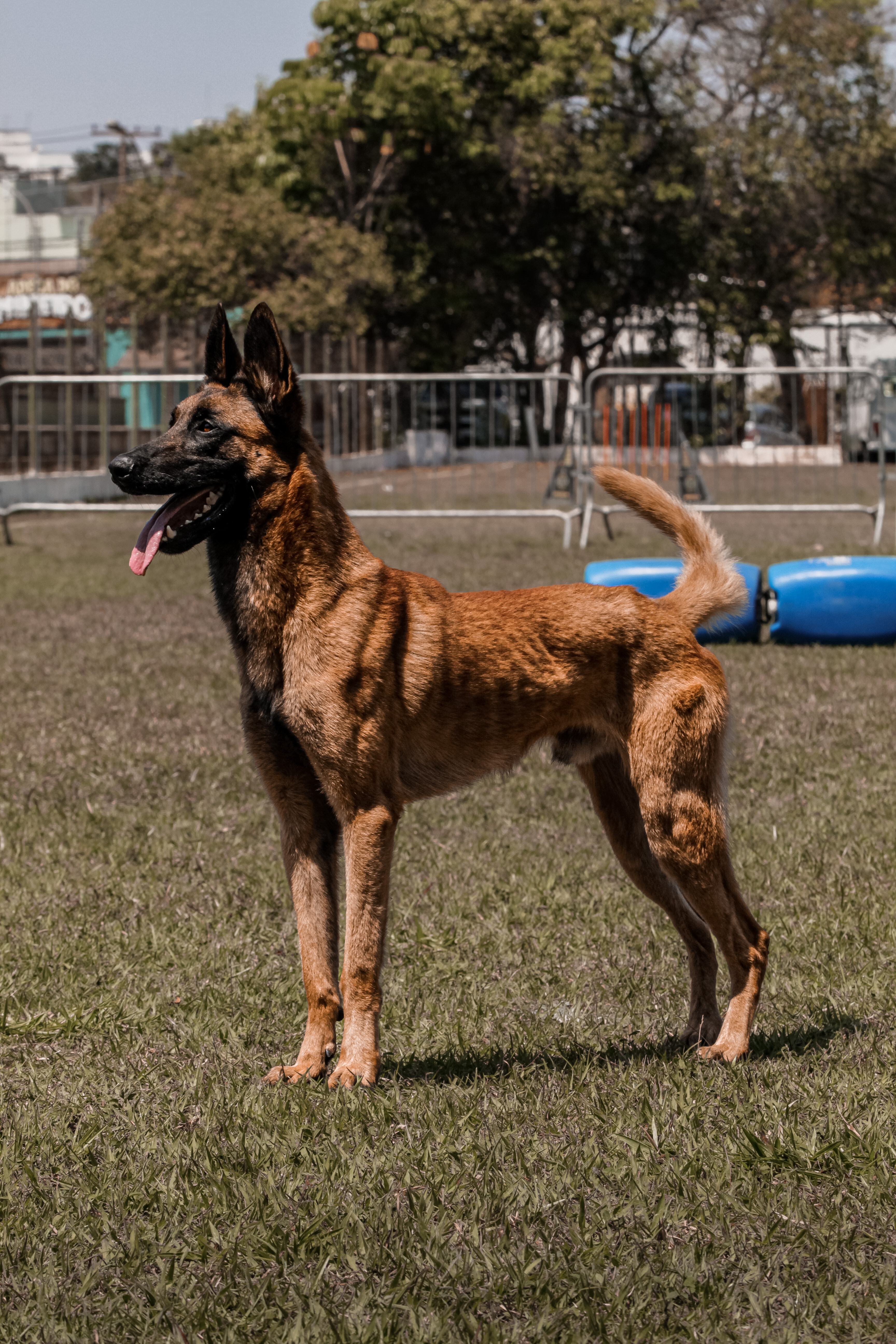 Brusque do Guarda e Proteção