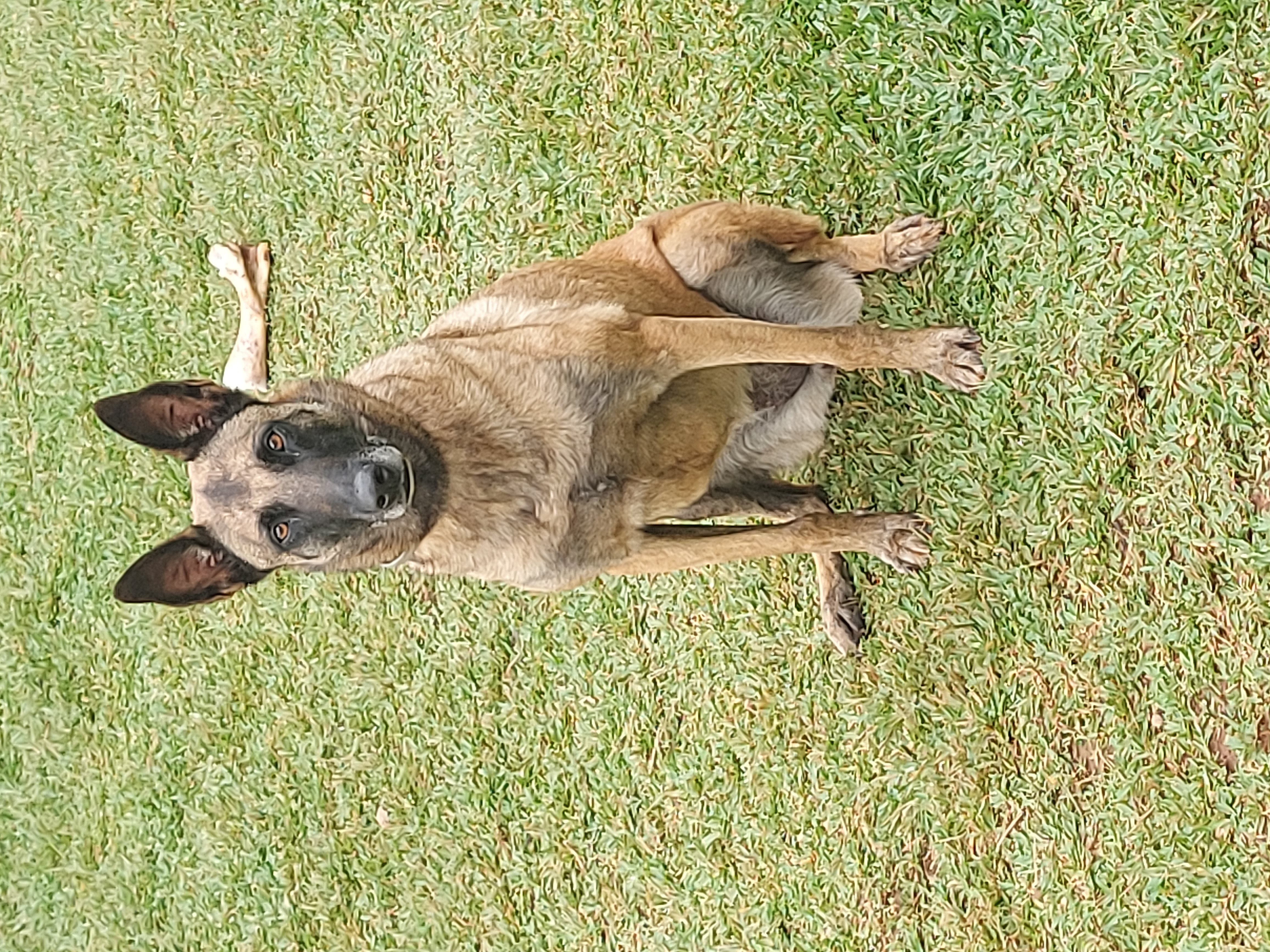 Roxy K-9 Marcel Cão Educado