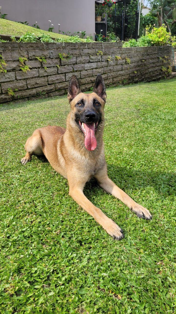 Brian Cac Vale da Neblina