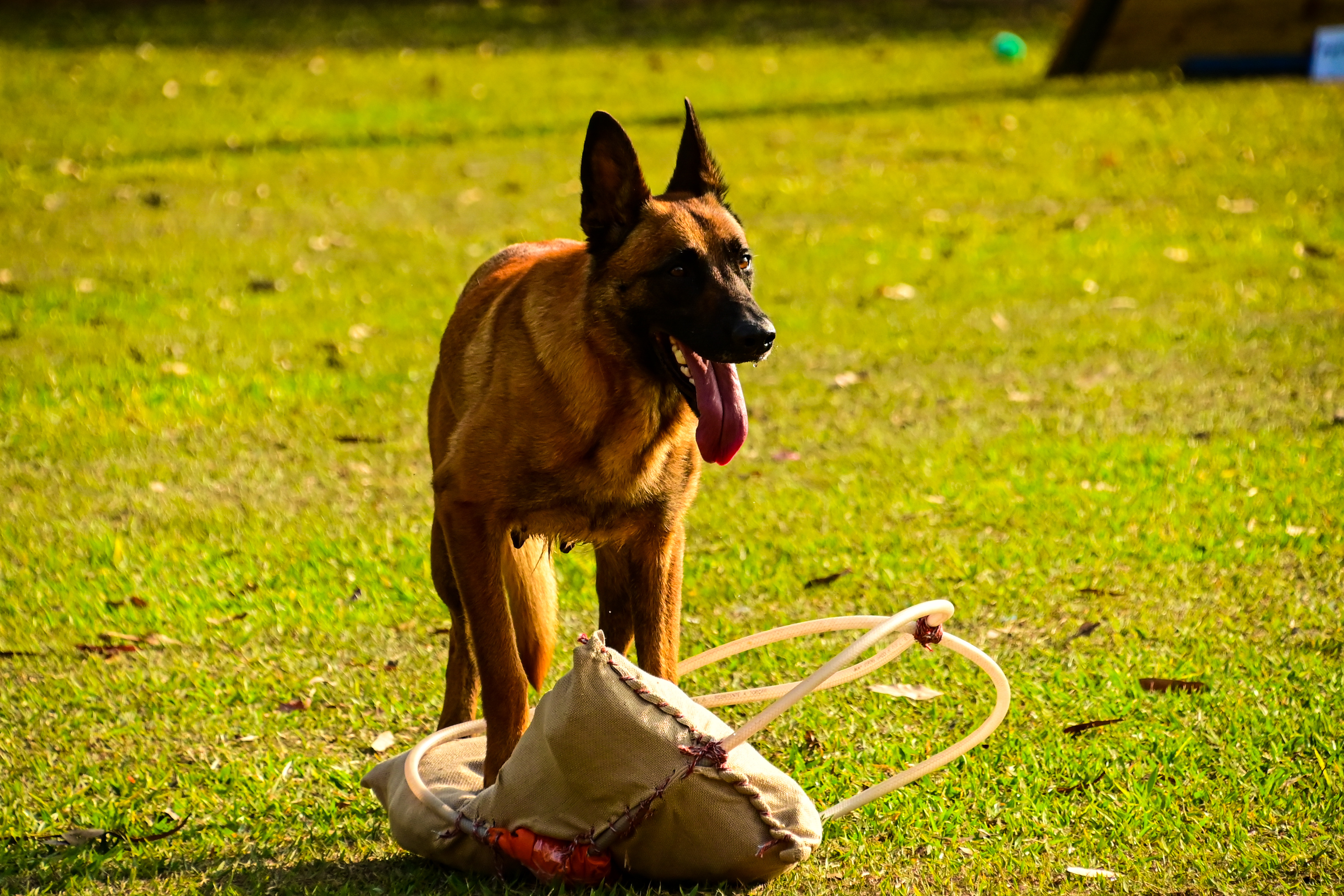 Gringa CAC Vale da Neblina