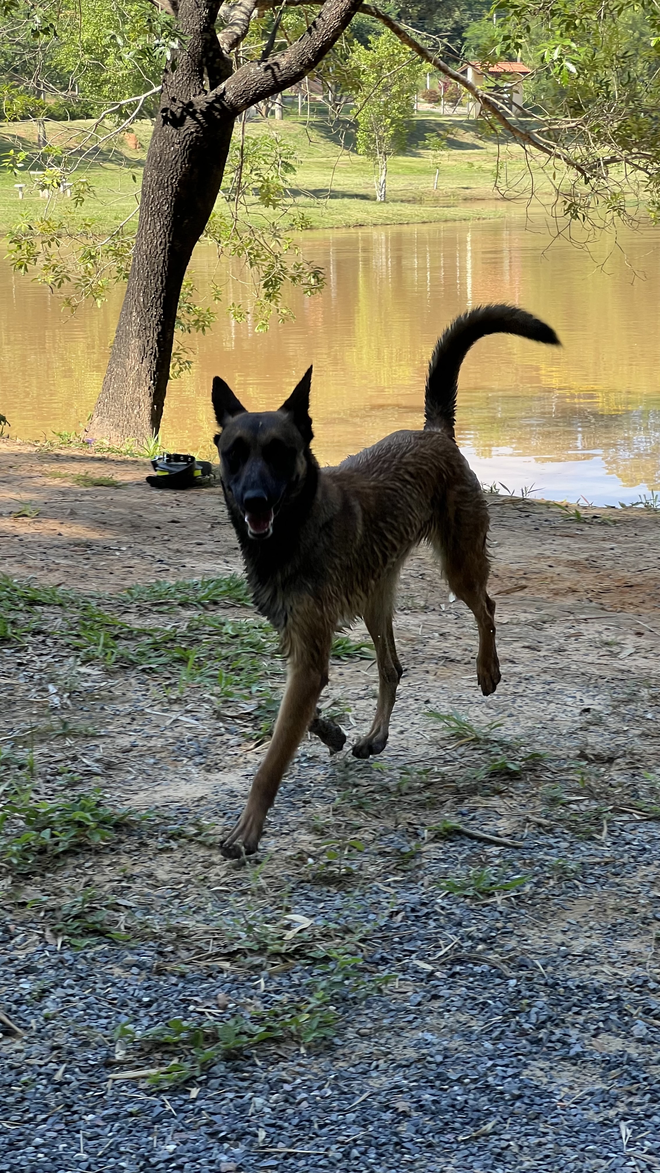 Pandora Hund Mascker