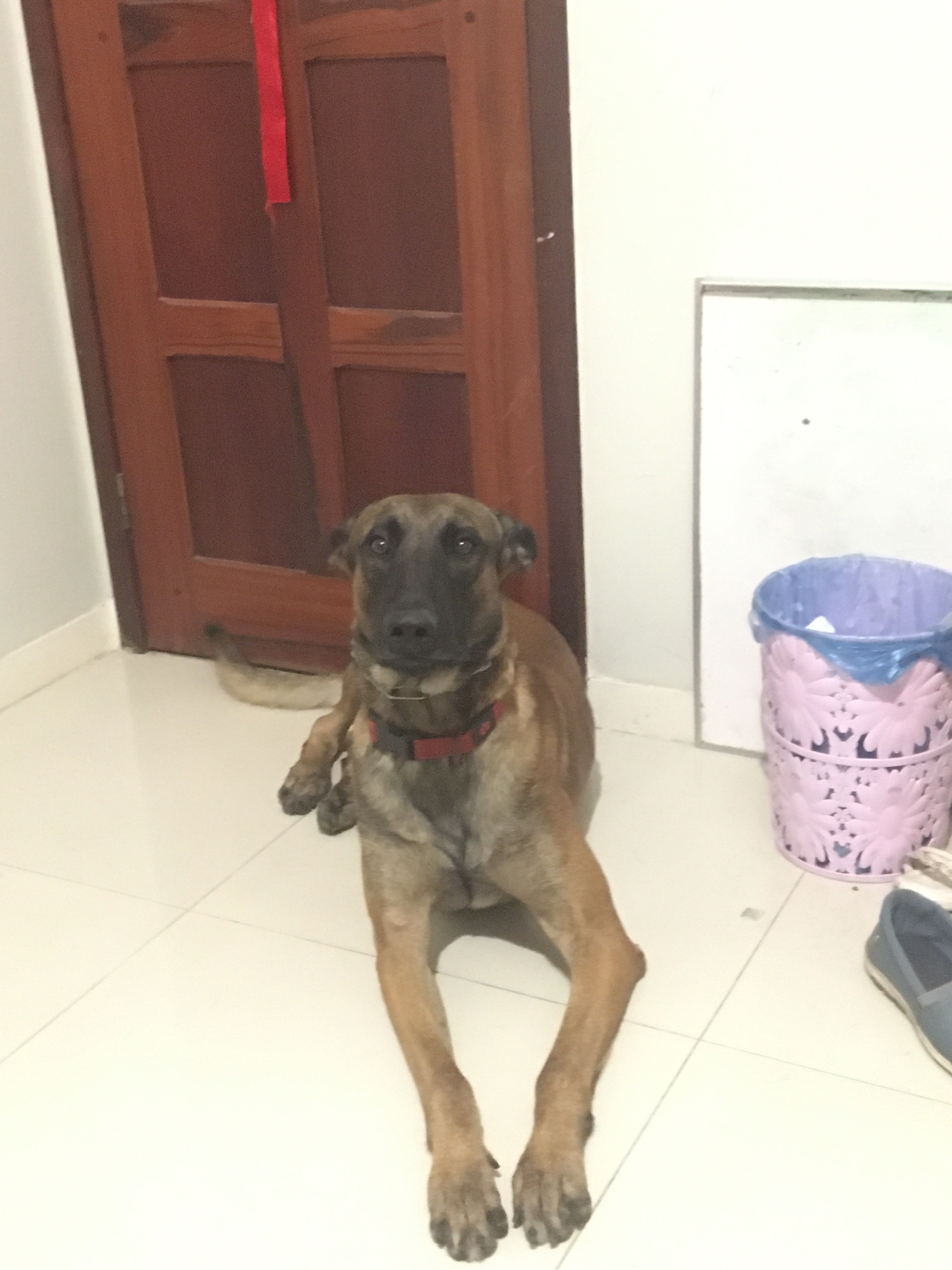 Vladimir putin monte aracan