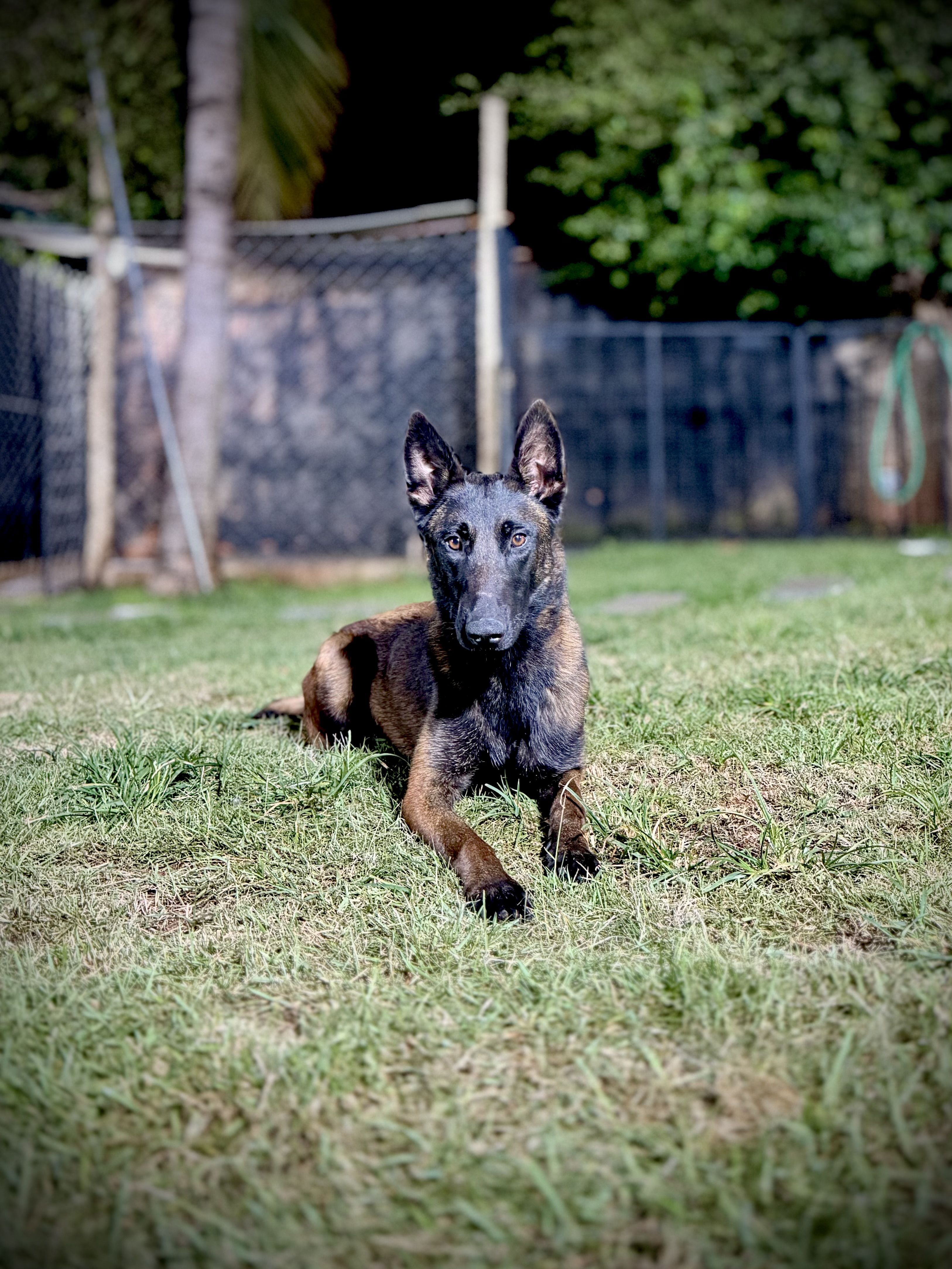 Cruela Von Bocao Malinois