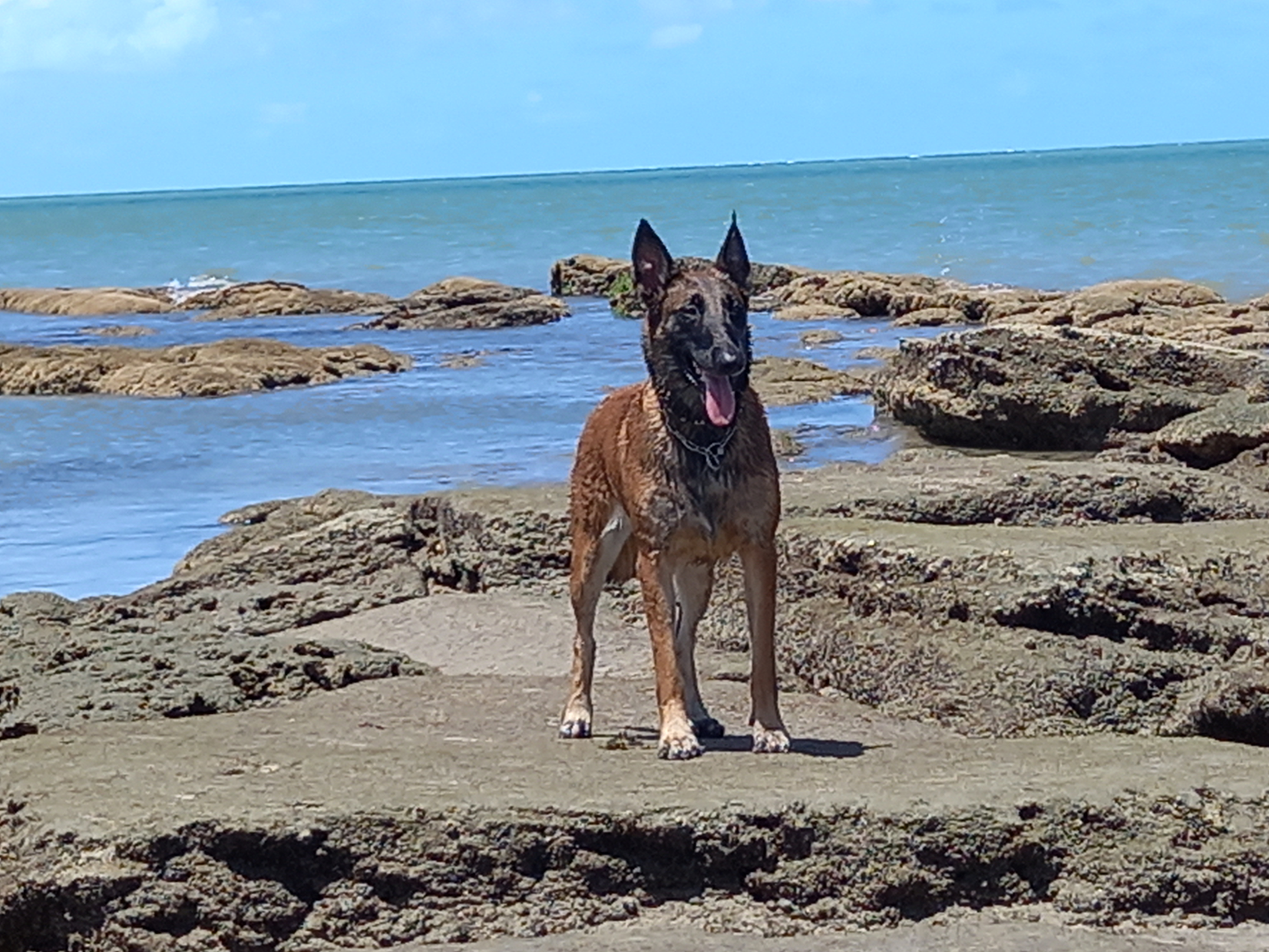 DEI GLORIA DOBERVILLE CORA