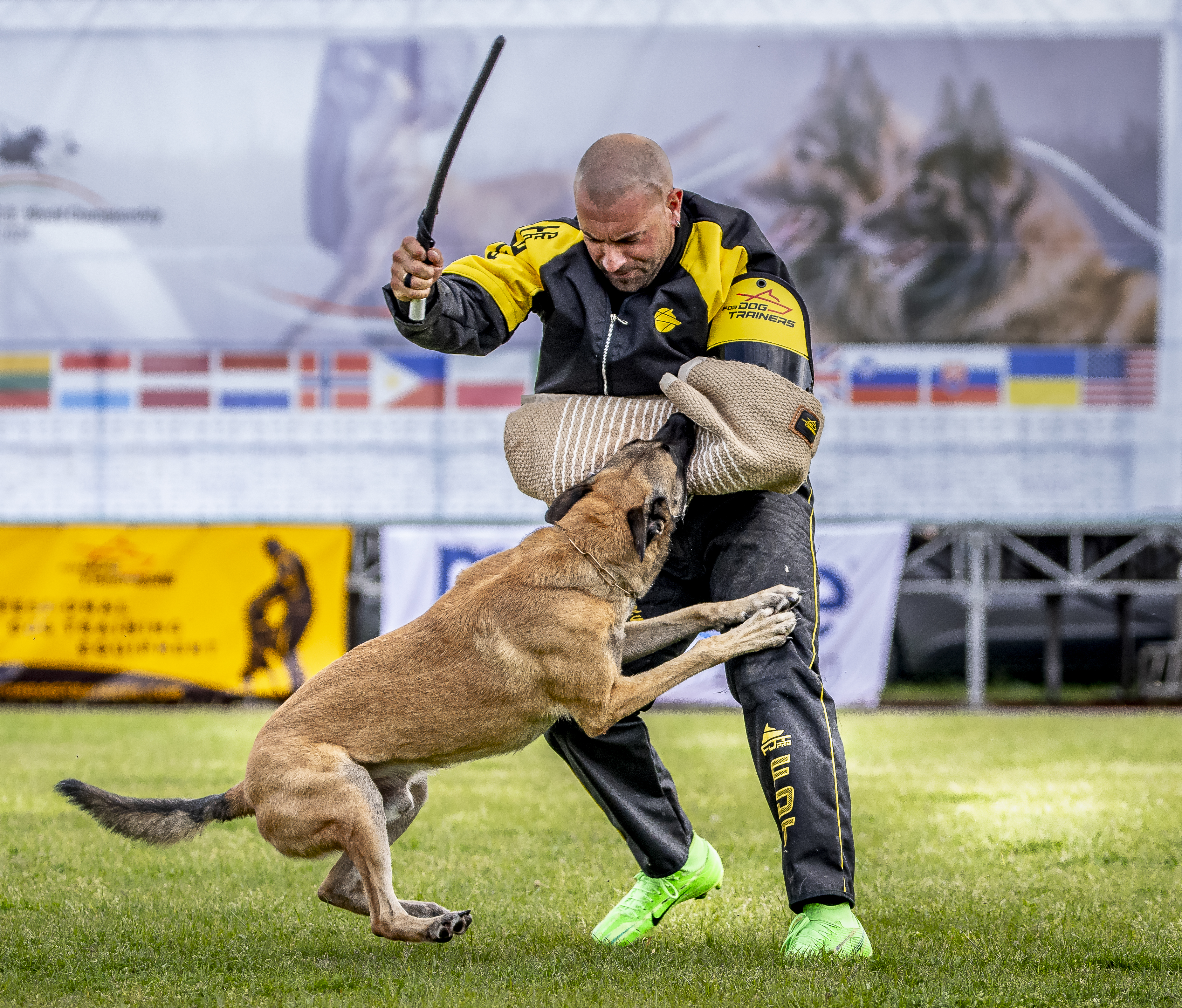 Parendo Vinces Fortunae Filius