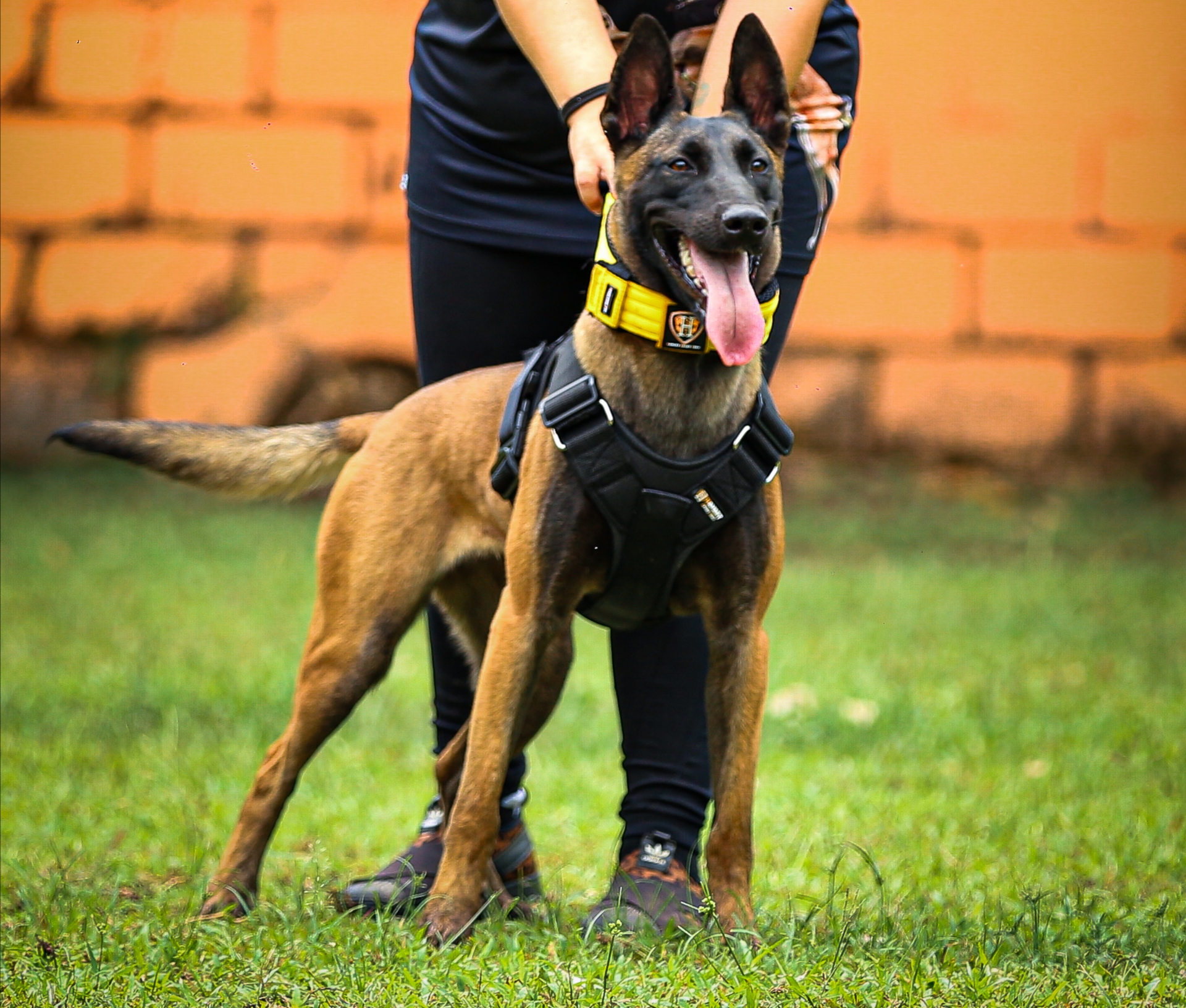 O - Flor do Taba Ruiz