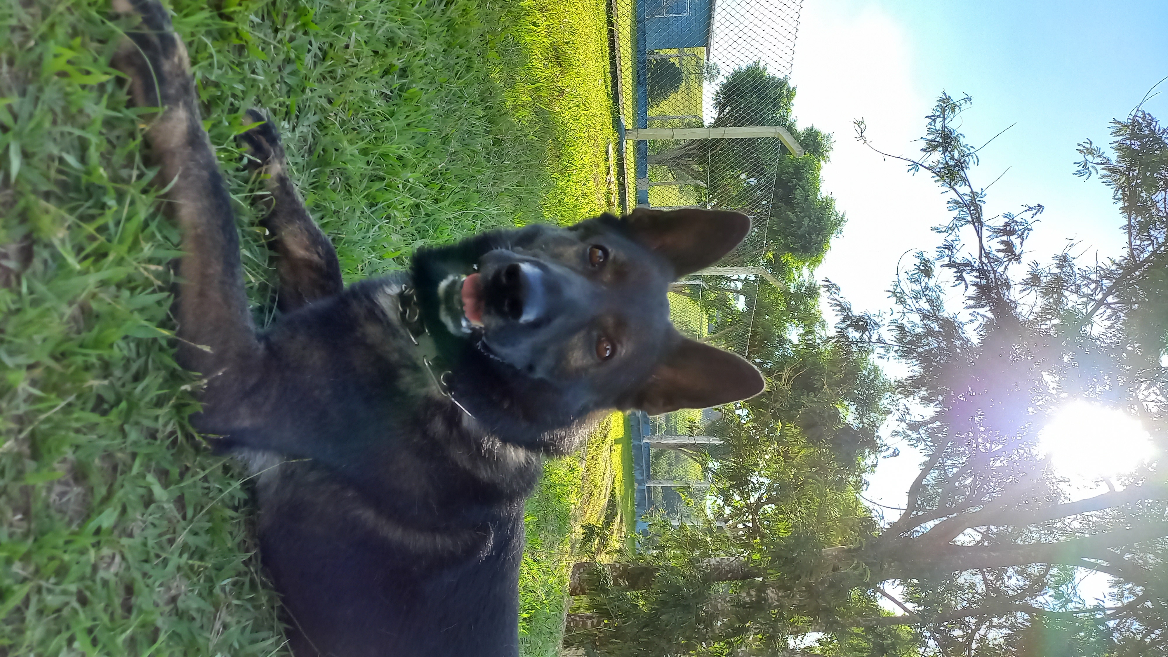 Sirius Hyper do German Dogs