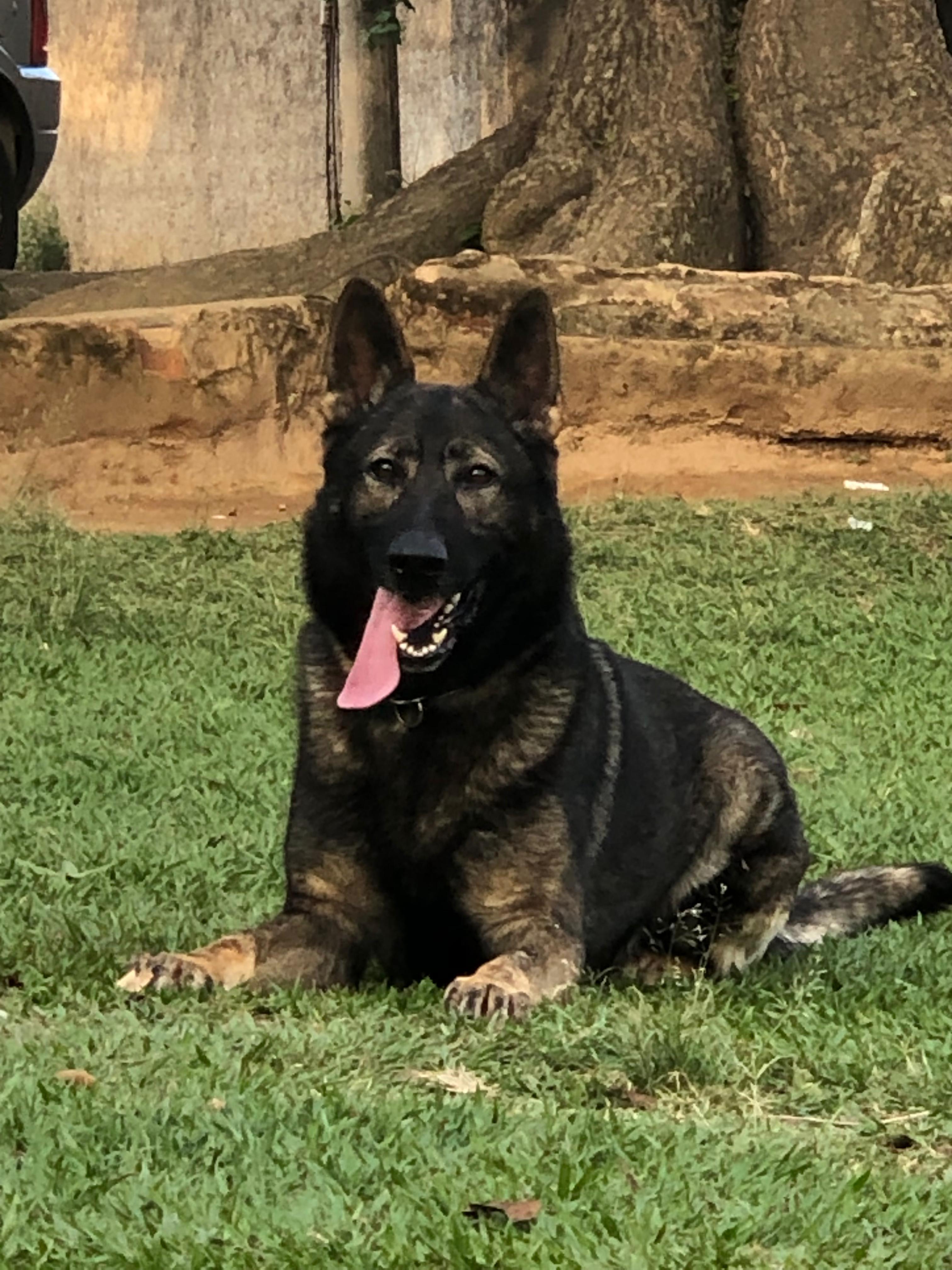 Jacko vom Haus Byron