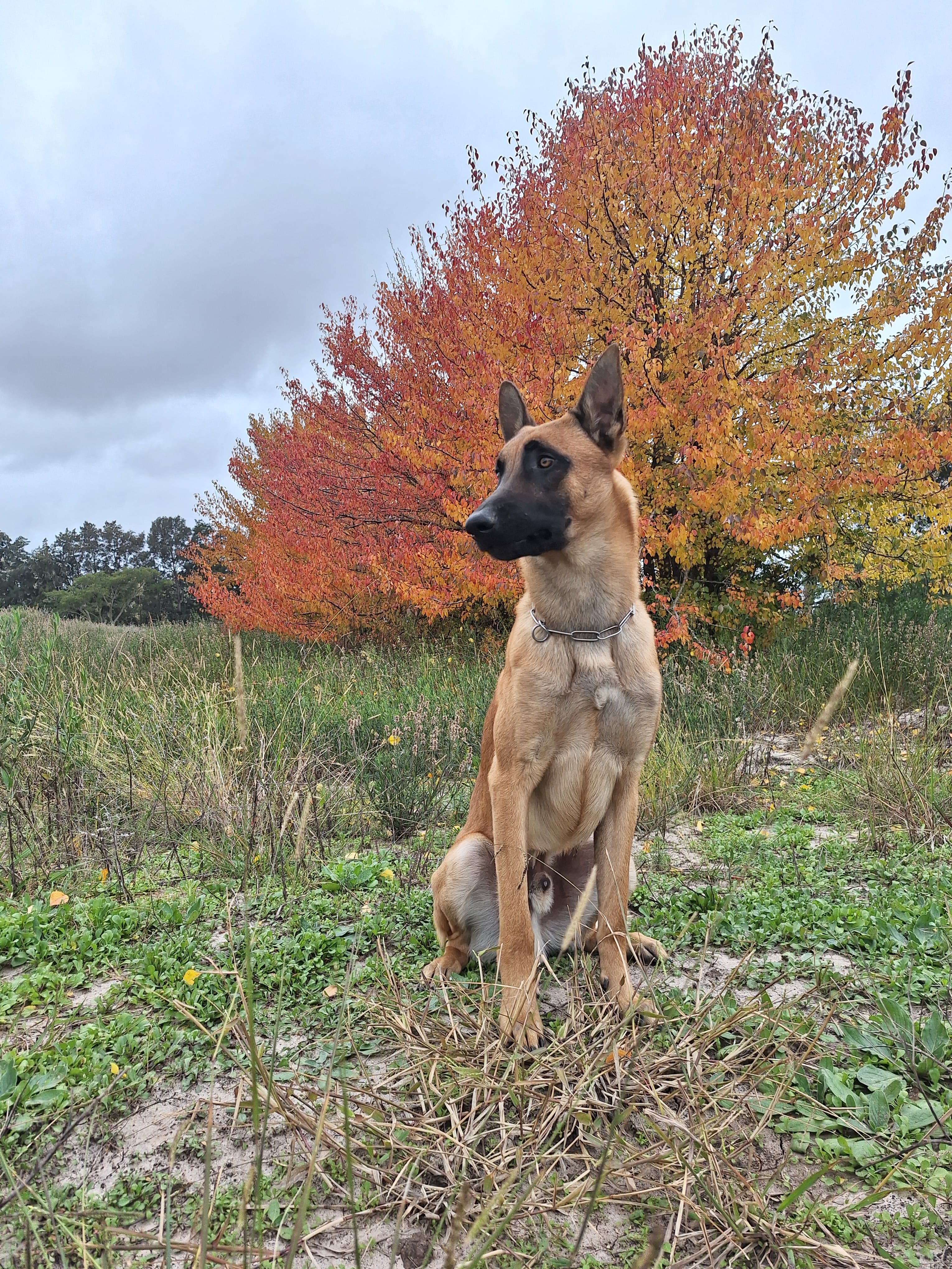 Skoll Von Boru Bravo