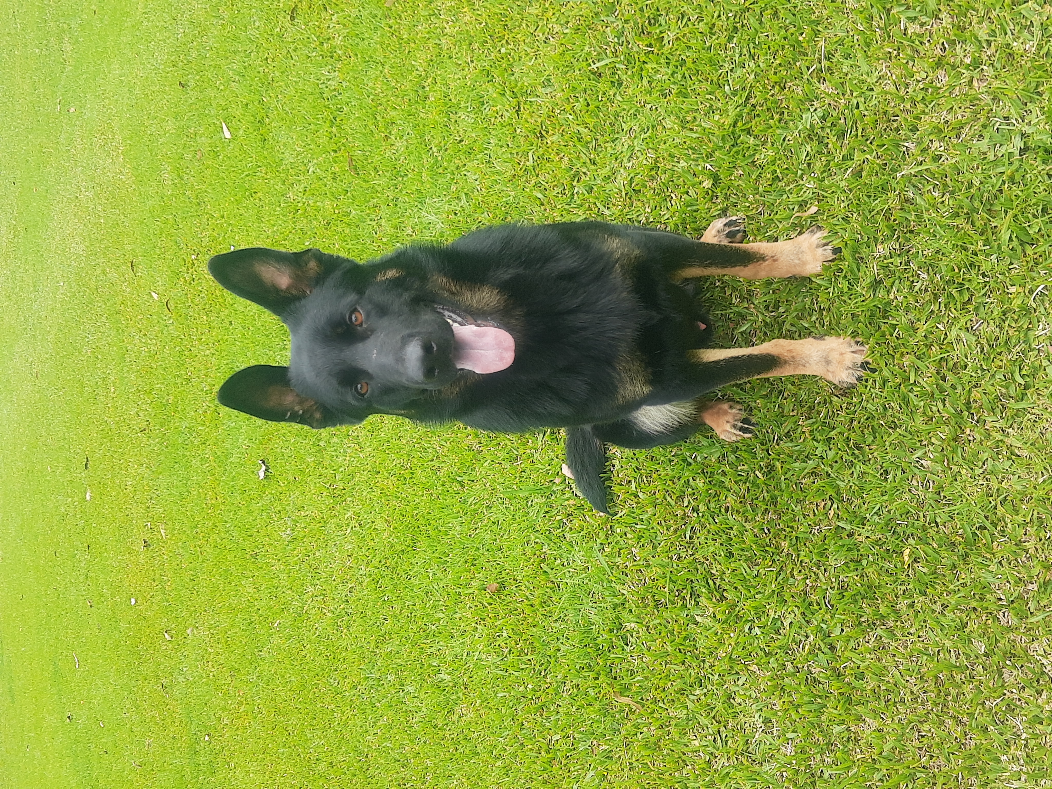 L- Max do Guaritá Anamã