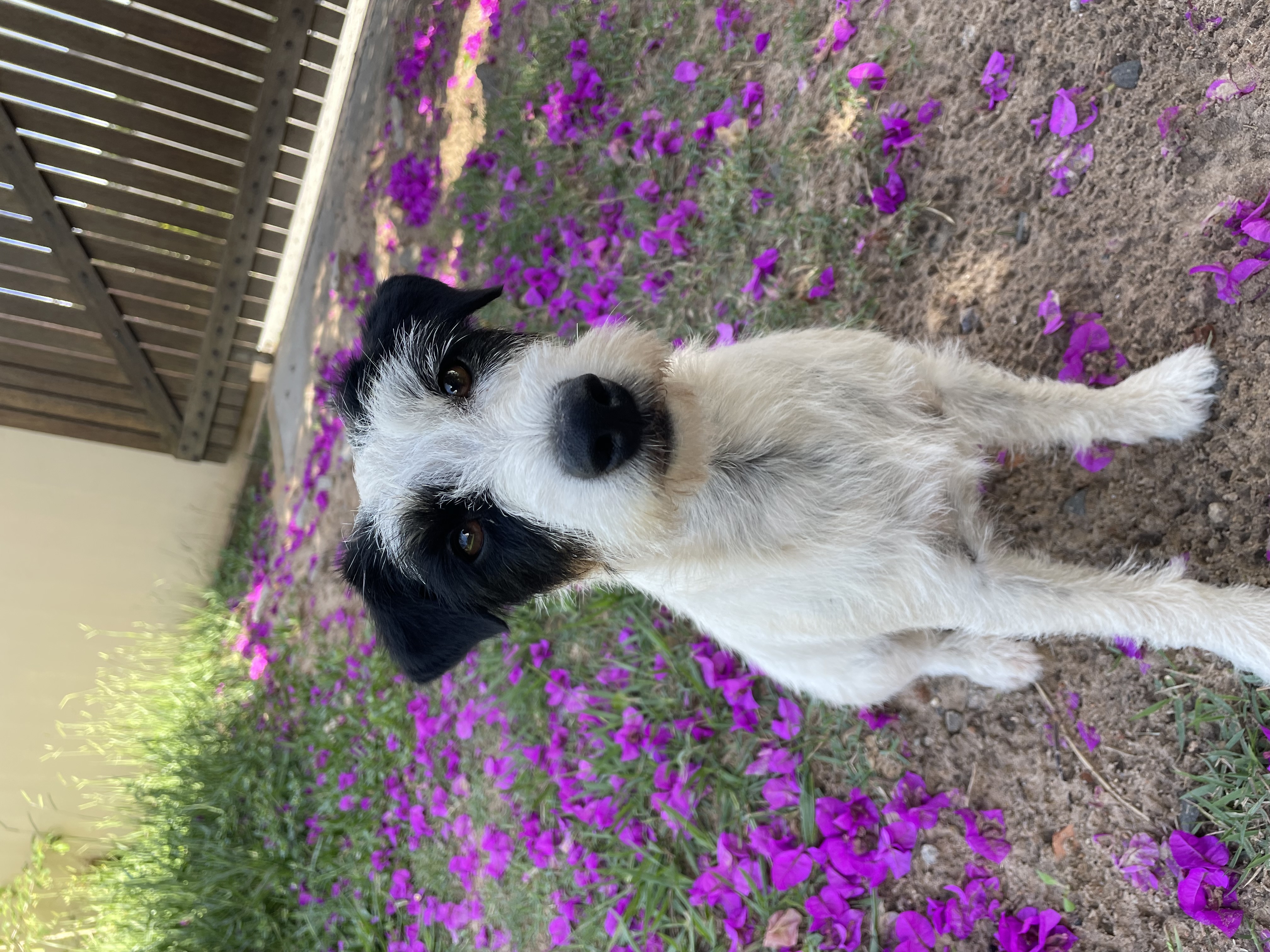 Kabuli Of Eagle Little Star