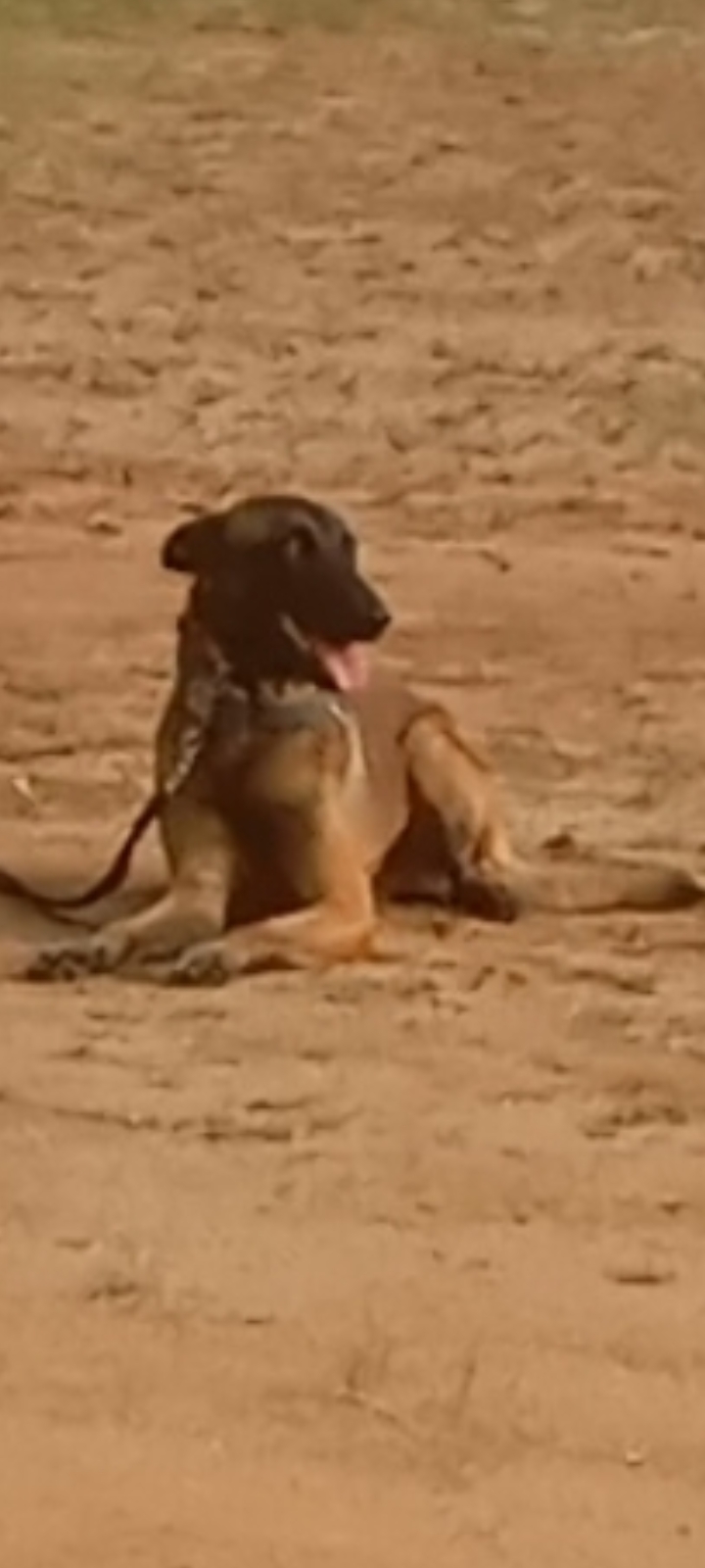 Faísca imperial Royal ( Jonny )