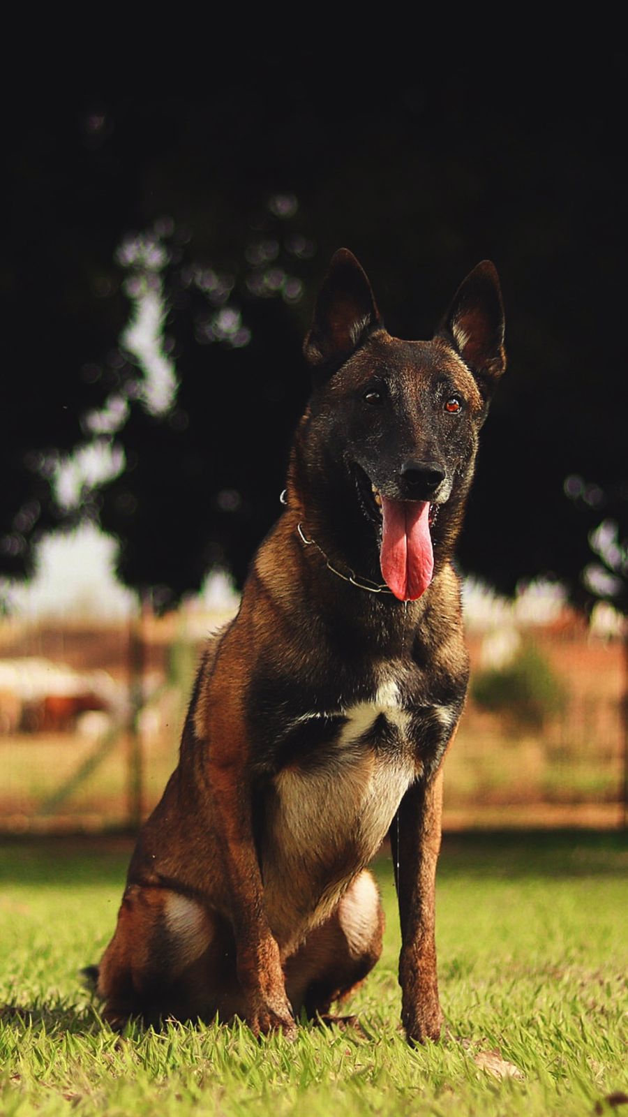 Klassik Allert Warrior