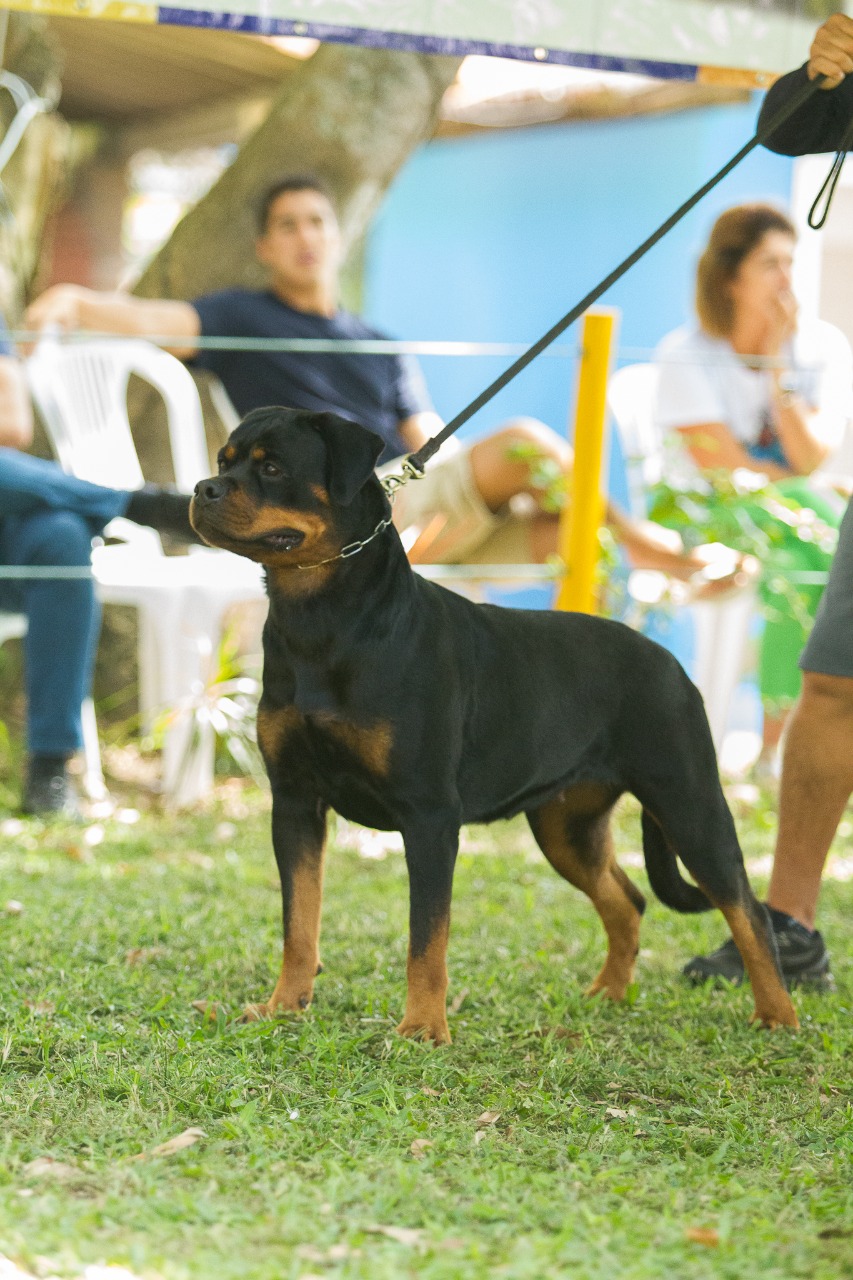 CIND PRETORIAN BLACK ROTT