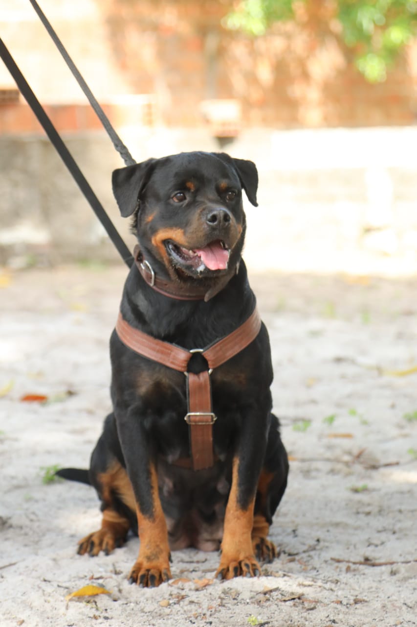 AKIRA BRENDA PRETORIAN BLACK ROTT