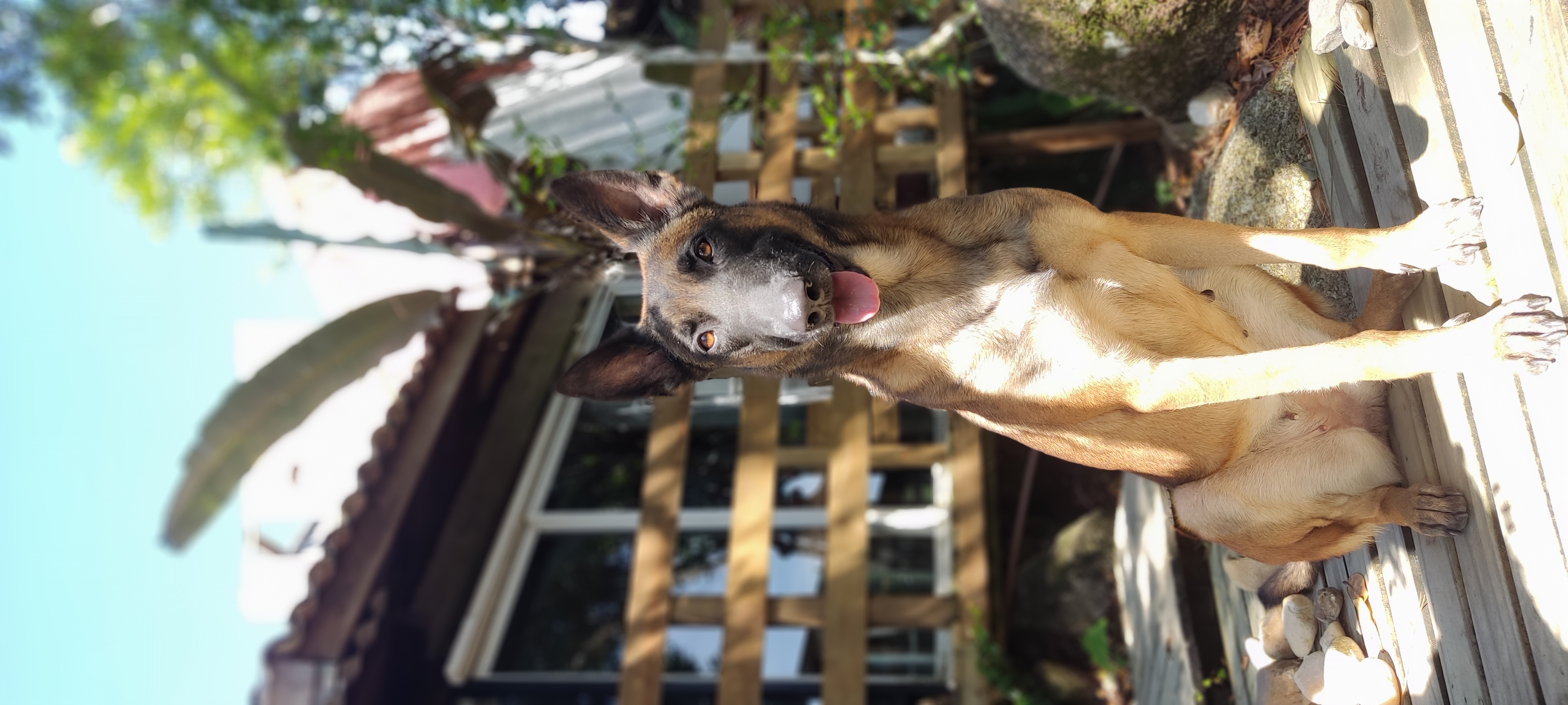 Kyra do guarda e proteção