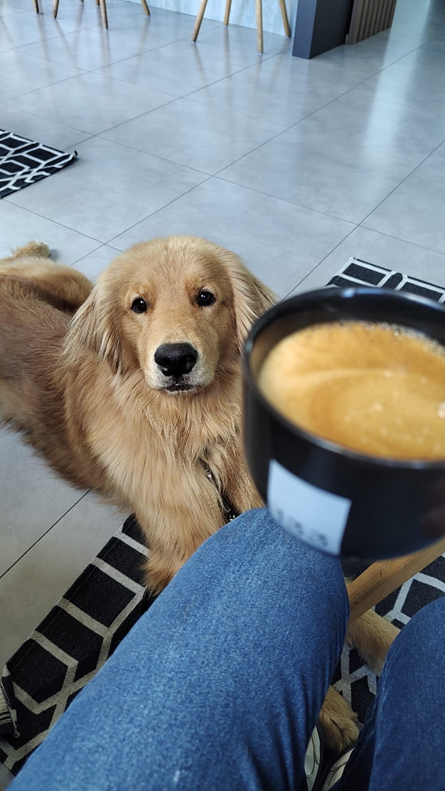 Tweedmouth Goldens Viva La Vida - Zoe