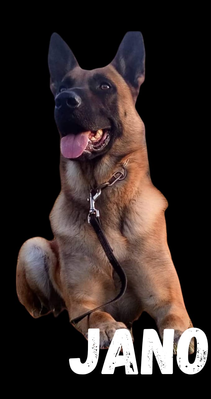 Du quake Argentina Brutus  JANO