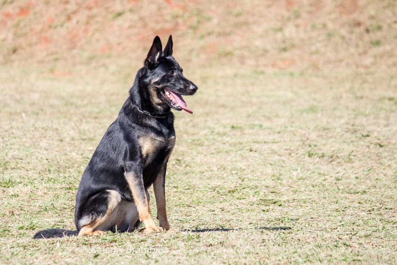 G-Ava Eike do German Dog