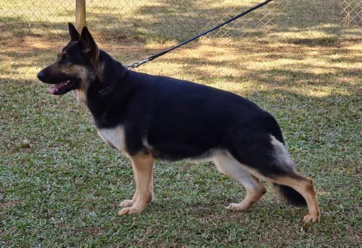 Duna vox Meinerz (Sahm)