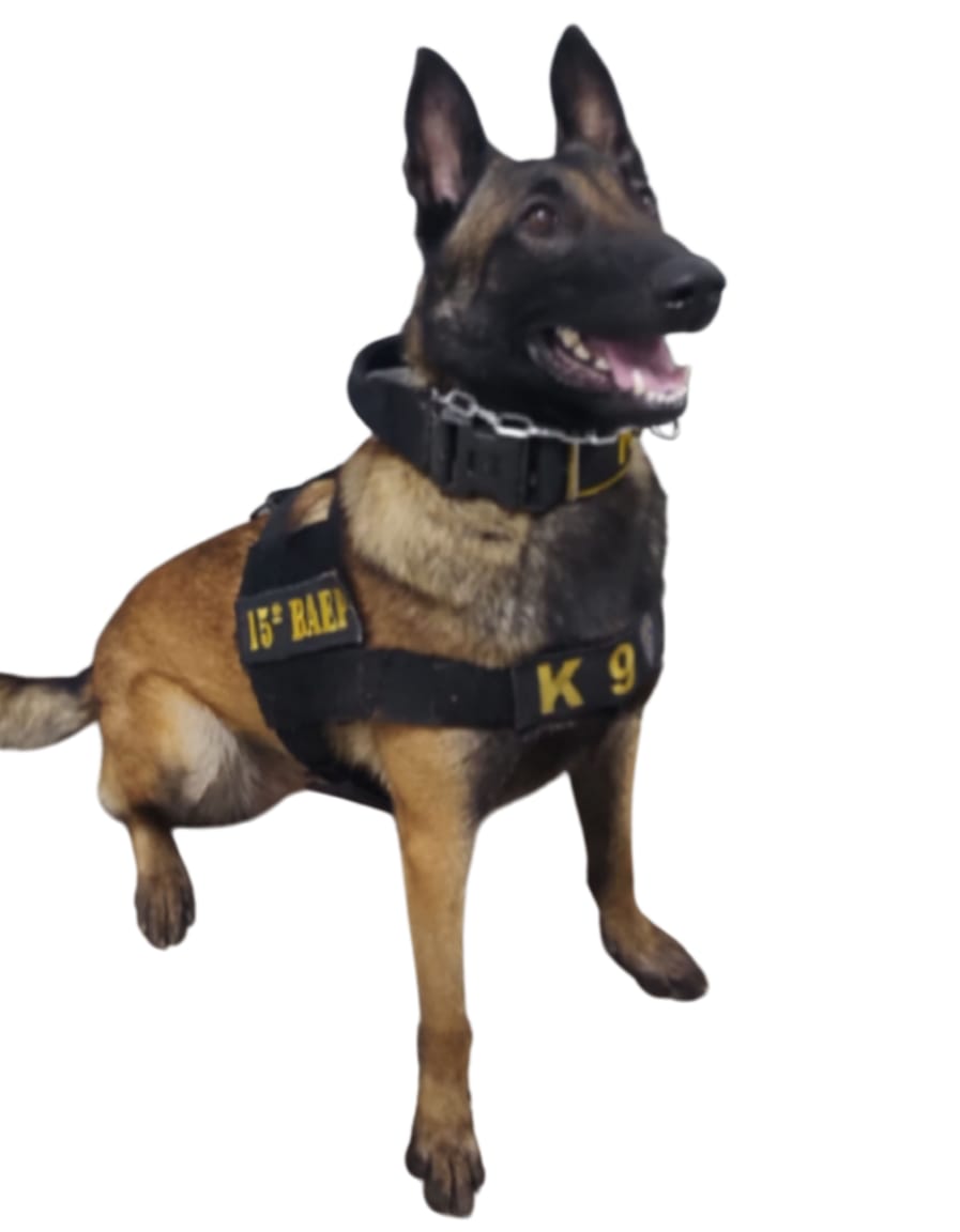 KYRA ( ELOAH DO TONGUDOGS )