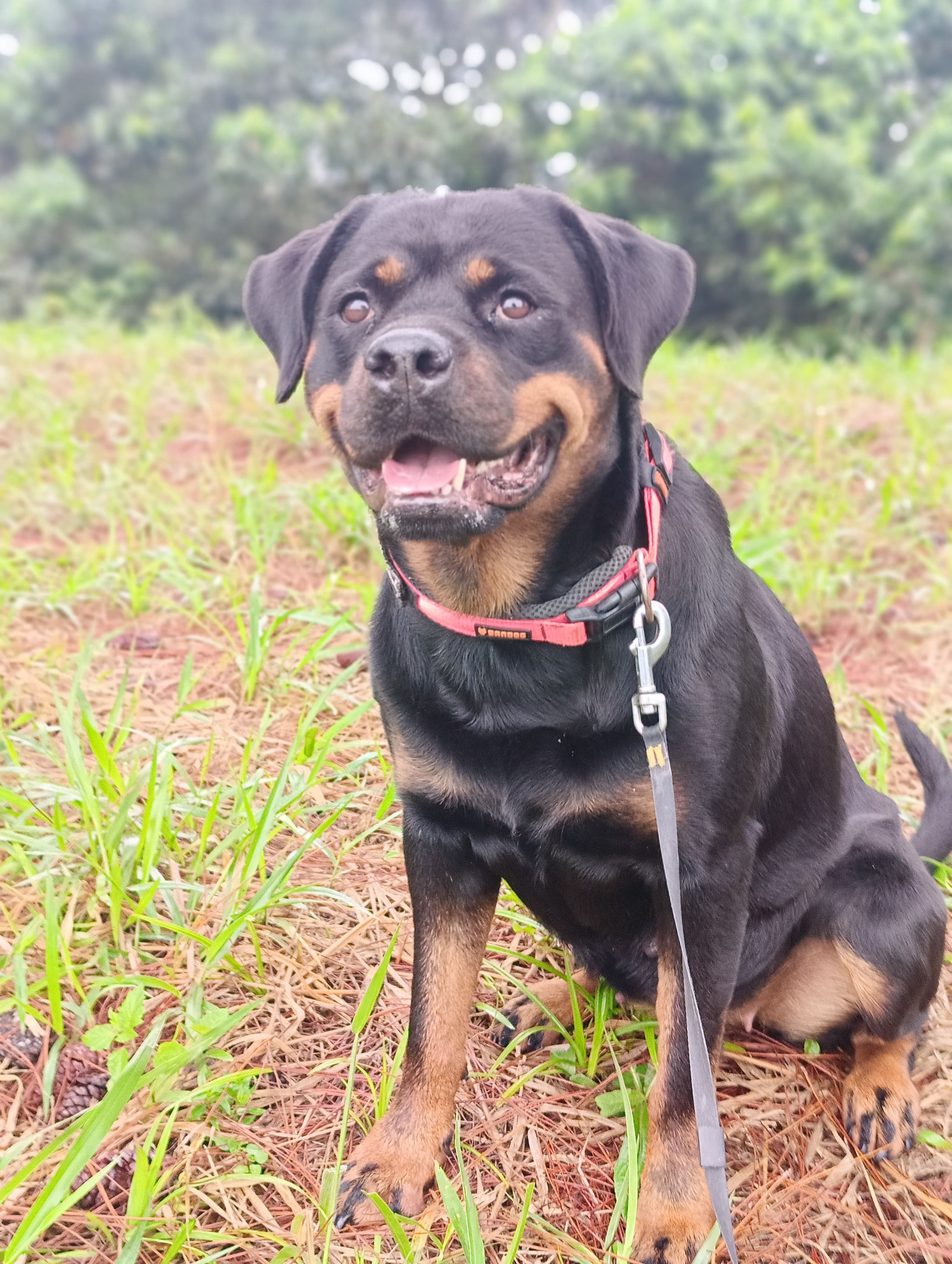 KEYA SANTO CHEF II VON BR OLIVIO