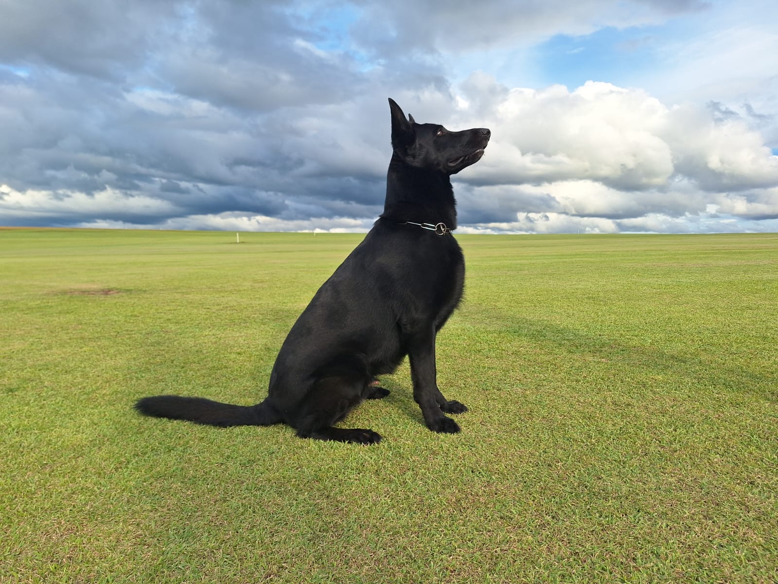 PUNK DOS LUPUS UIVANTES