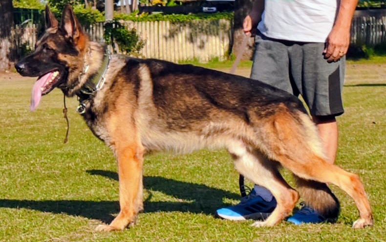 Airon do Quinta da Costa