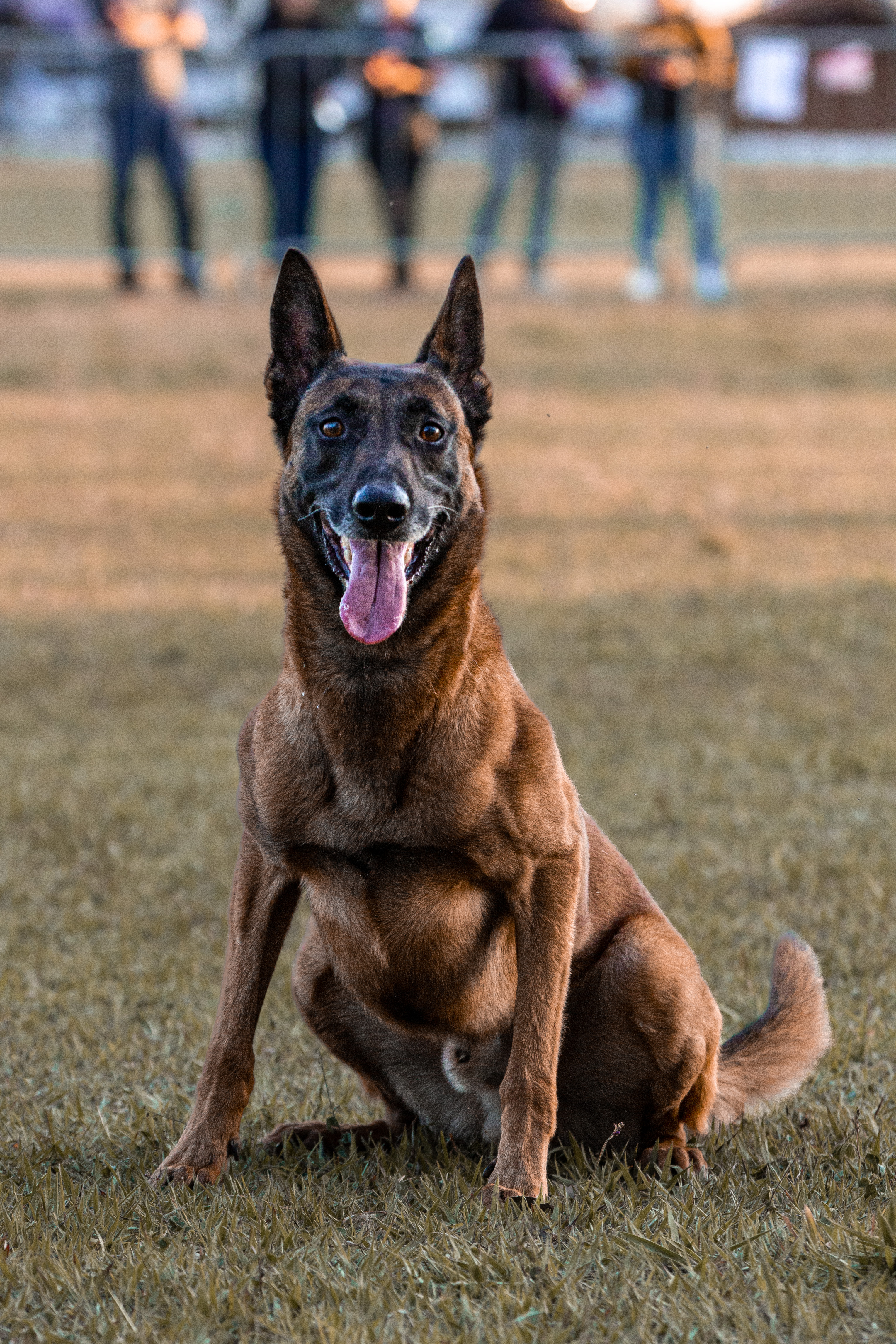 Logan do Guarda e Proteção
