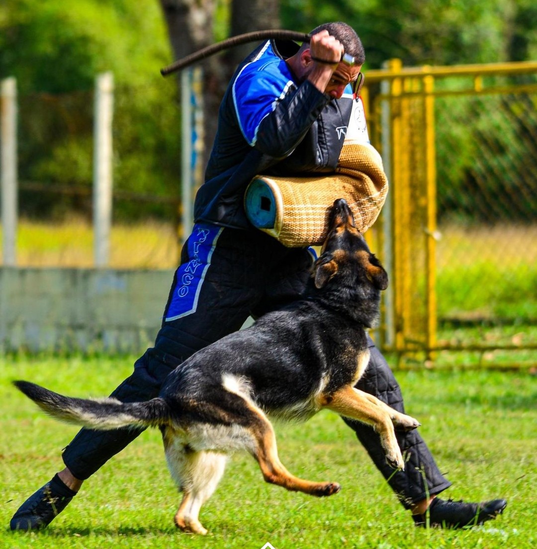 Diana do Ararapira Schaferhund