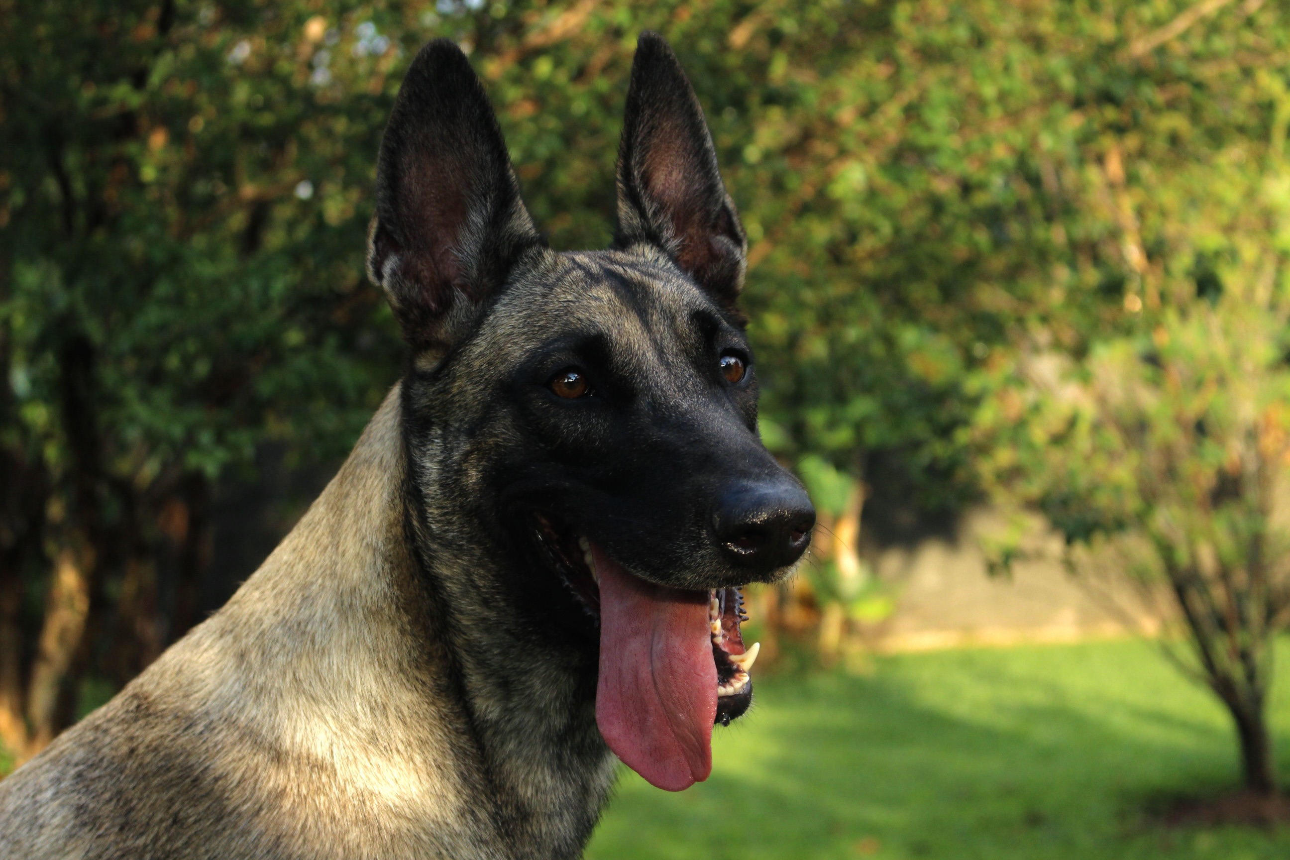 Arya Montejano Strumiello