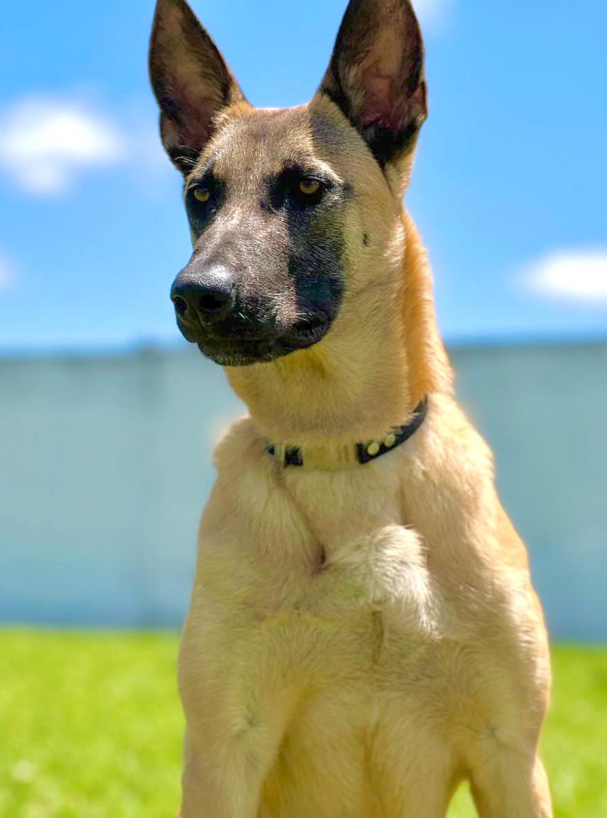 Chuck do Gralha Azul GSD-CT