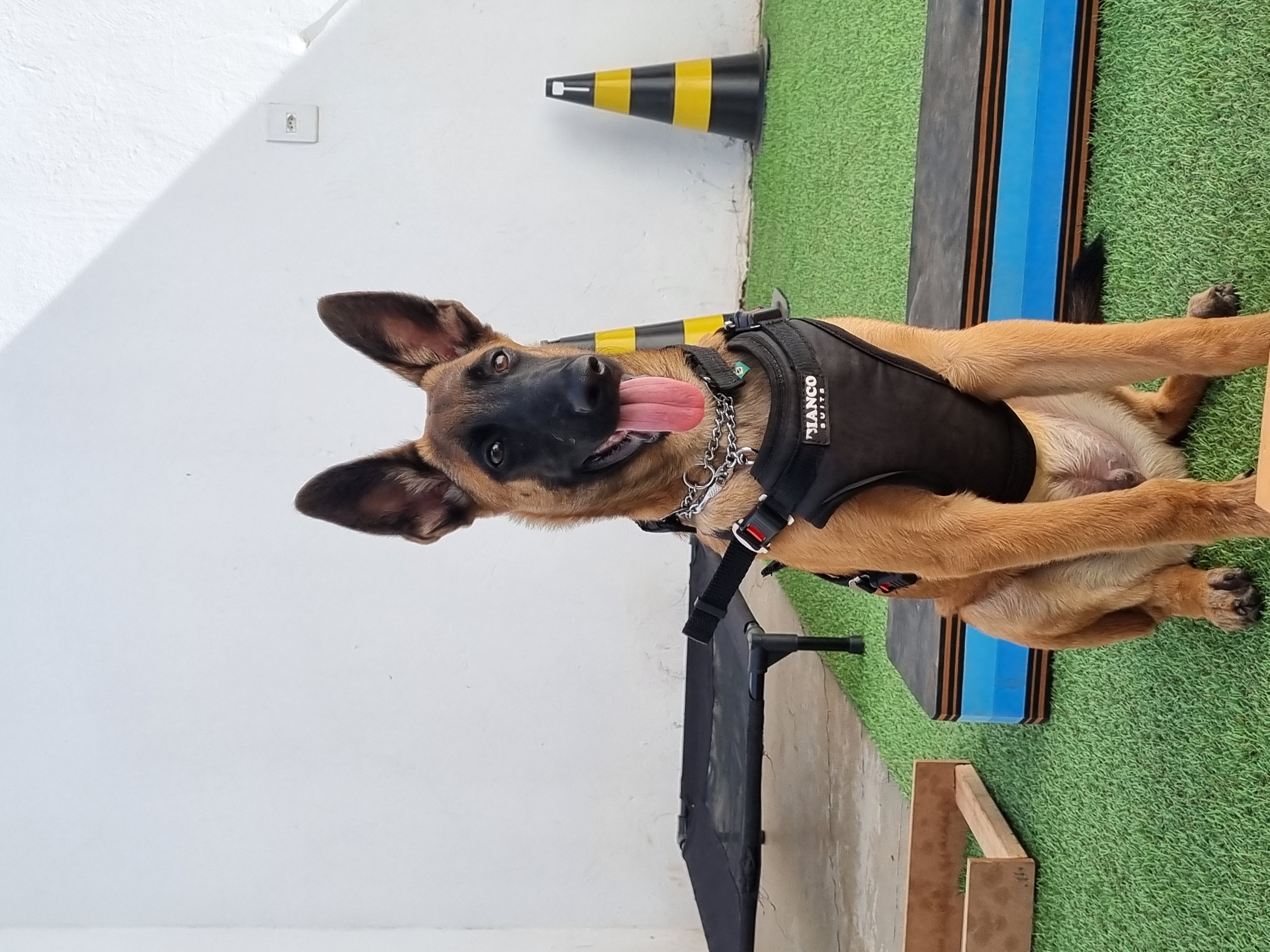 OZZY DO GUARDA E PROTEÇÃO