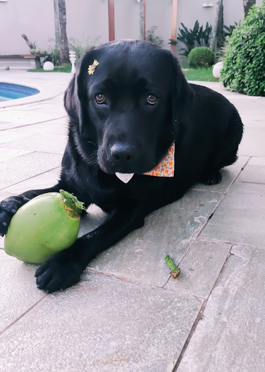 Luna Greta Ozzie Canil Di Dharma