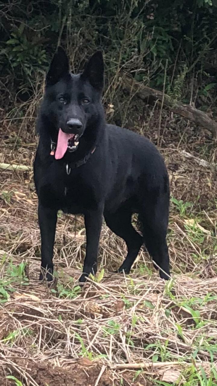 Castro do Guaritá Anama