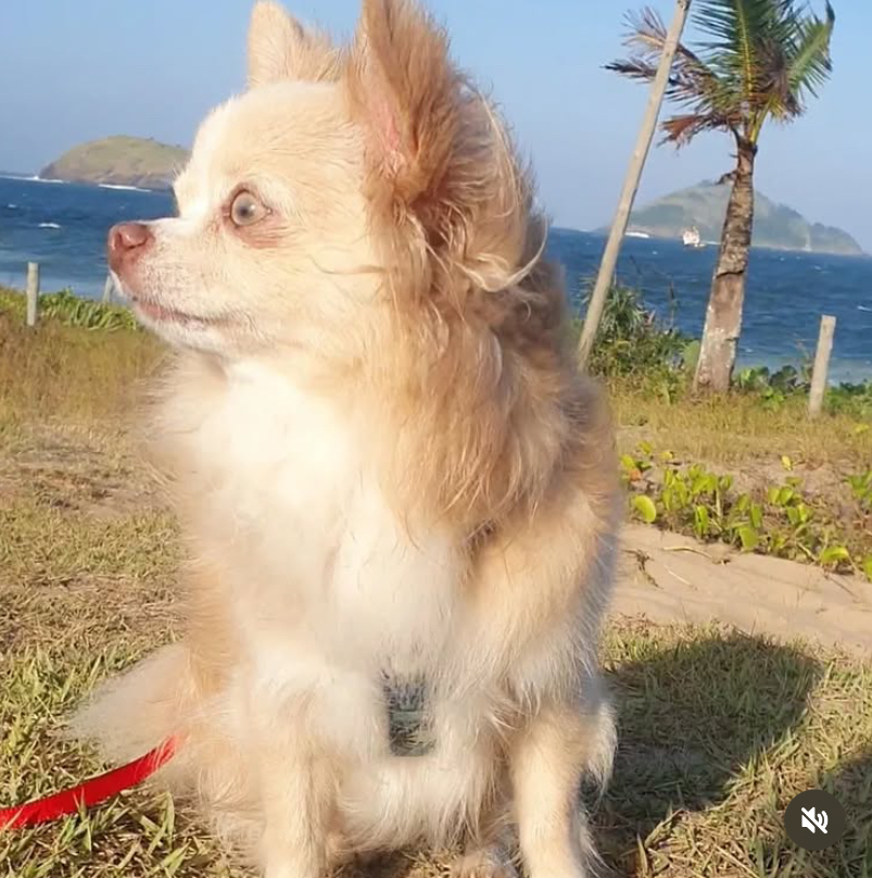 LOS MARIACHIS NINO ( NIKO)