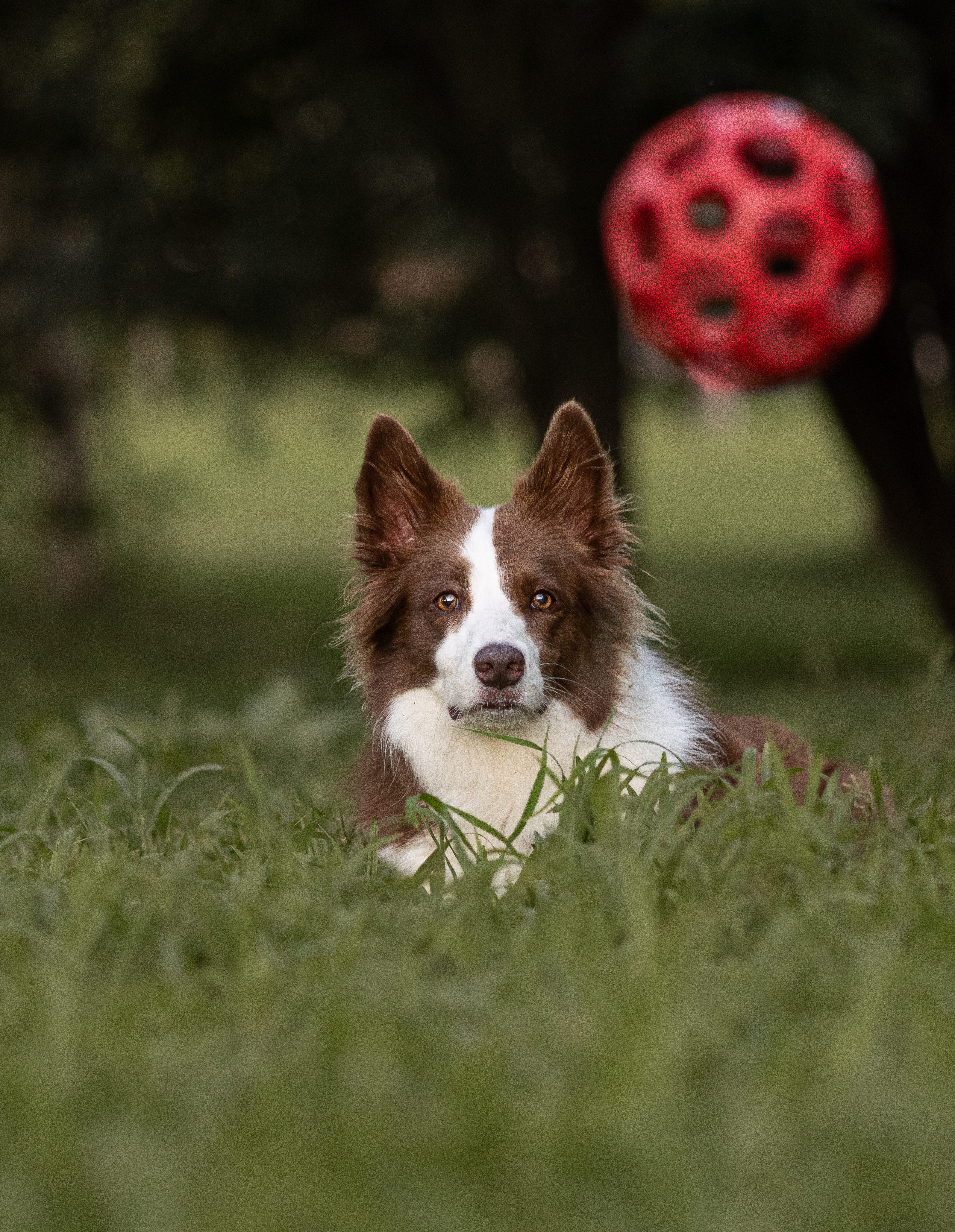 Milka Kisfarkas Bis Chocholate