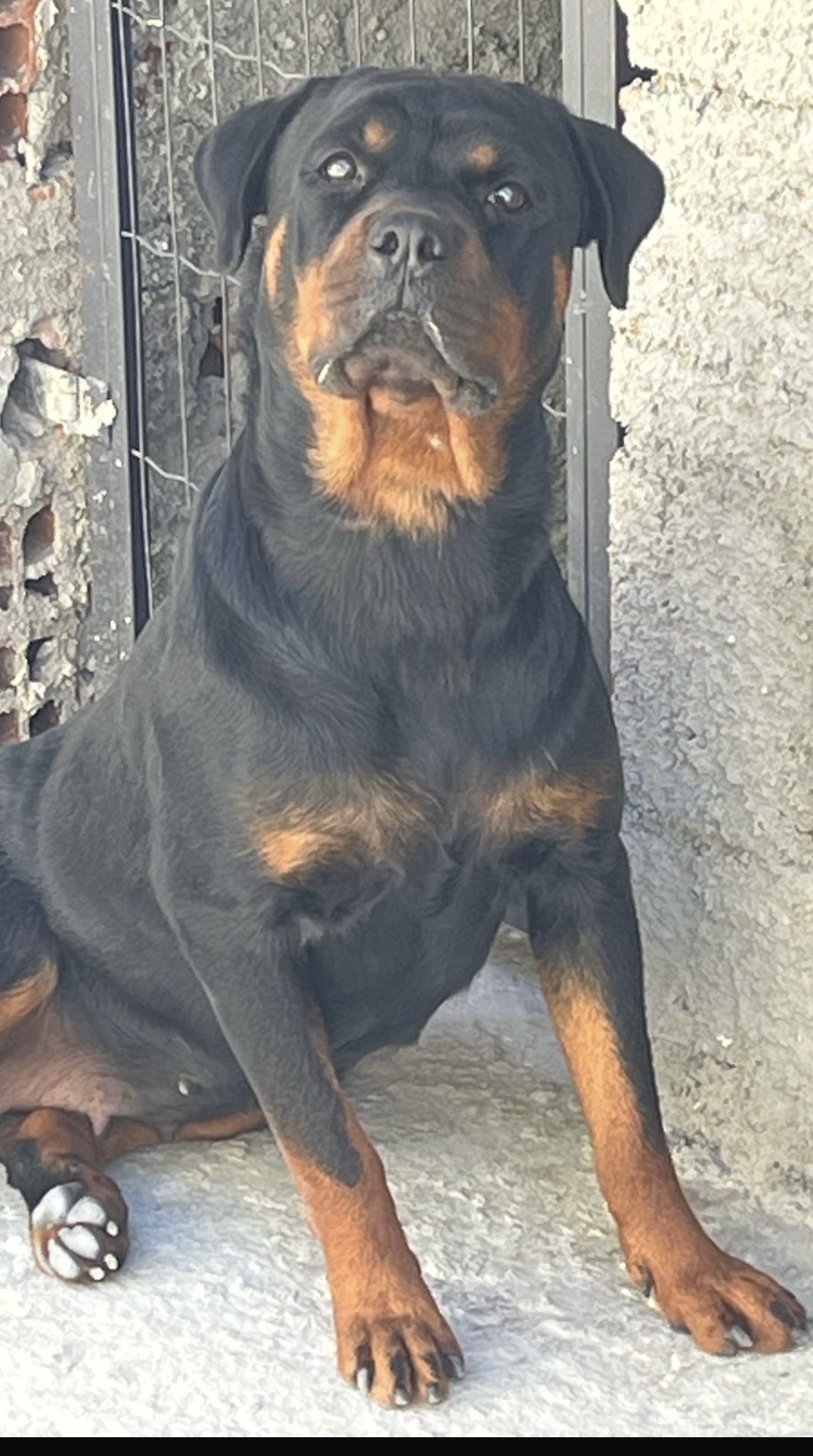 Lady Pretorian Black Rott