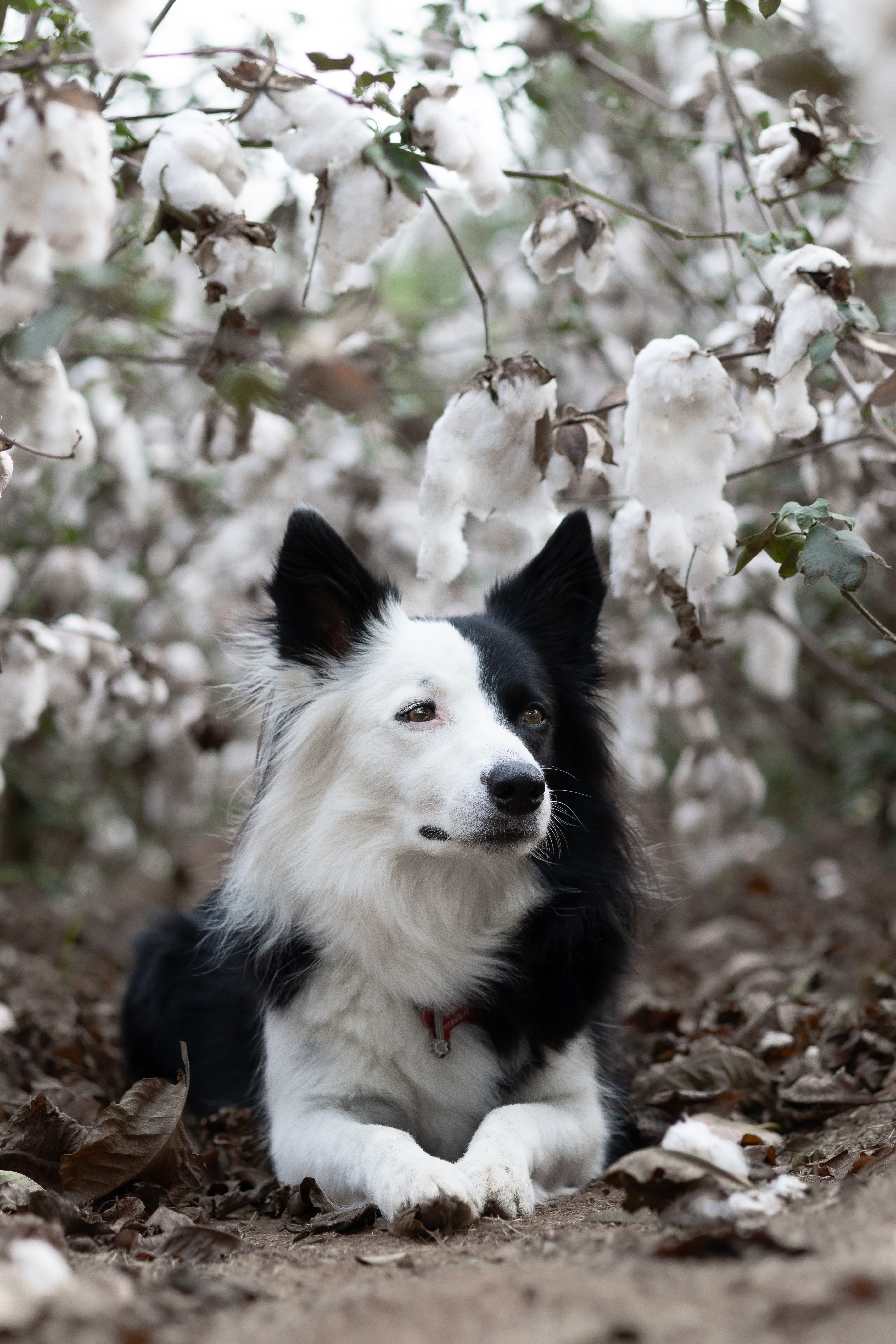 Cacau kisfarkas French