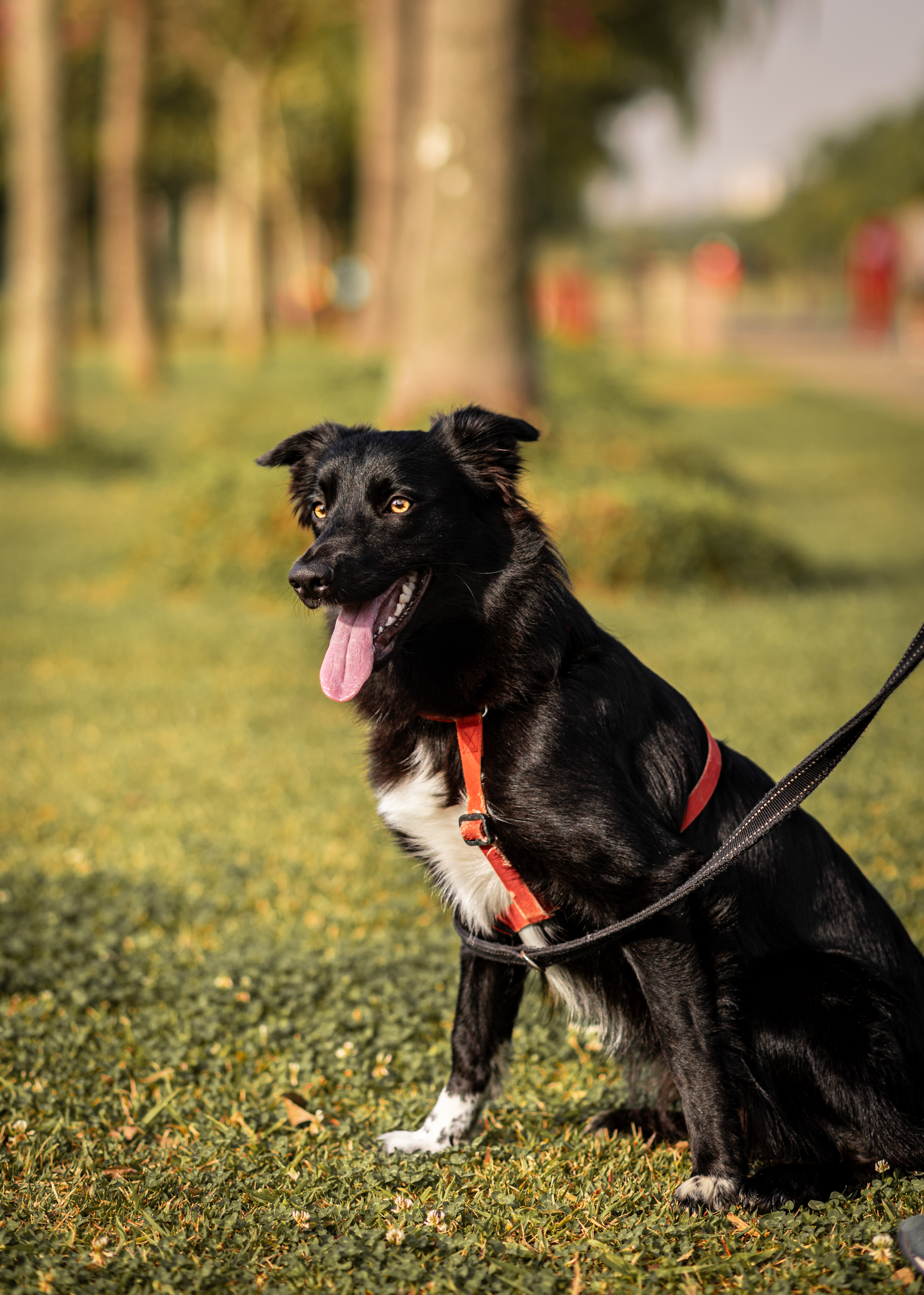 Thela Ametista do Rebuliço