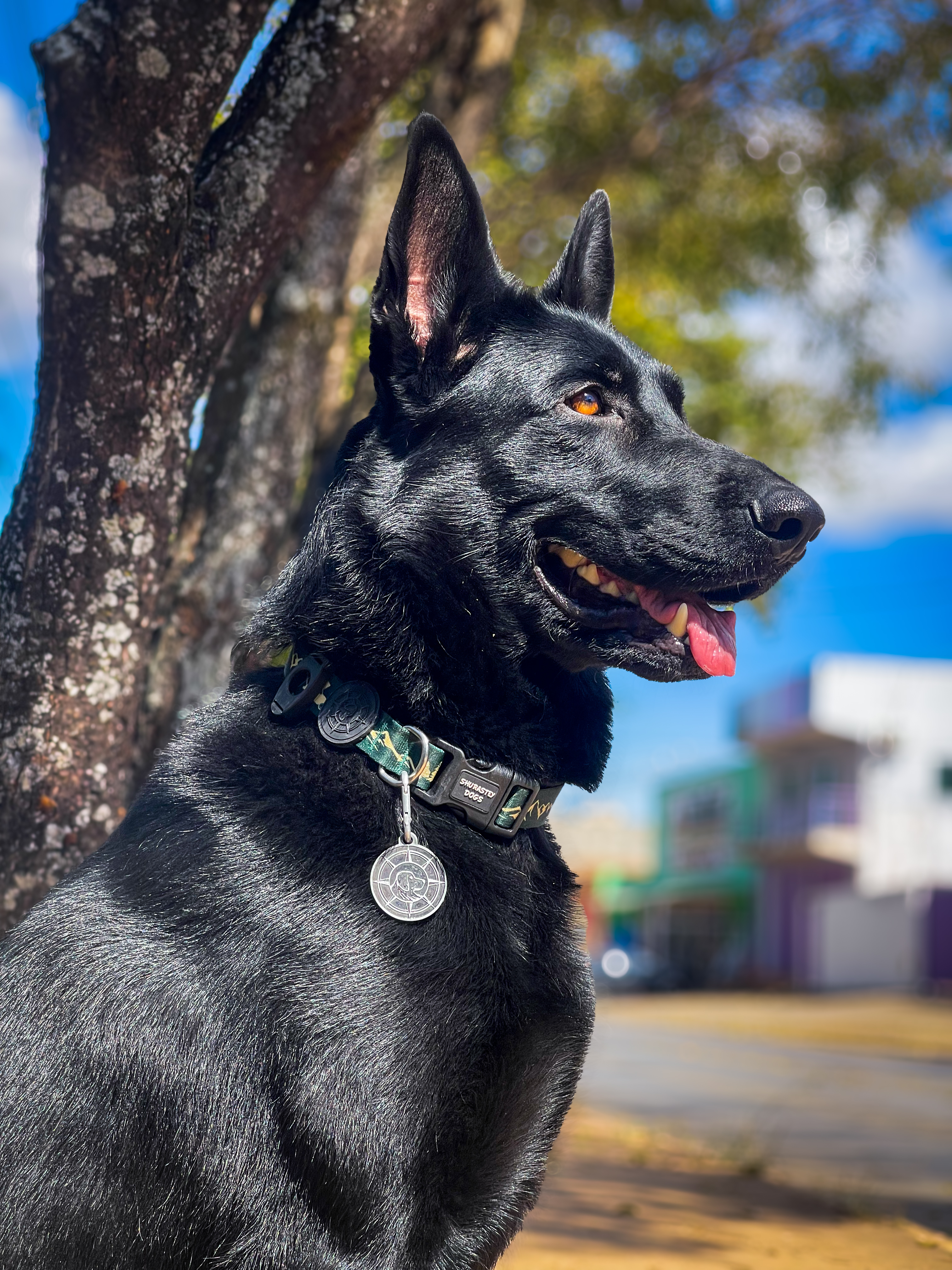 V- Dirac Vale dos Carcarás