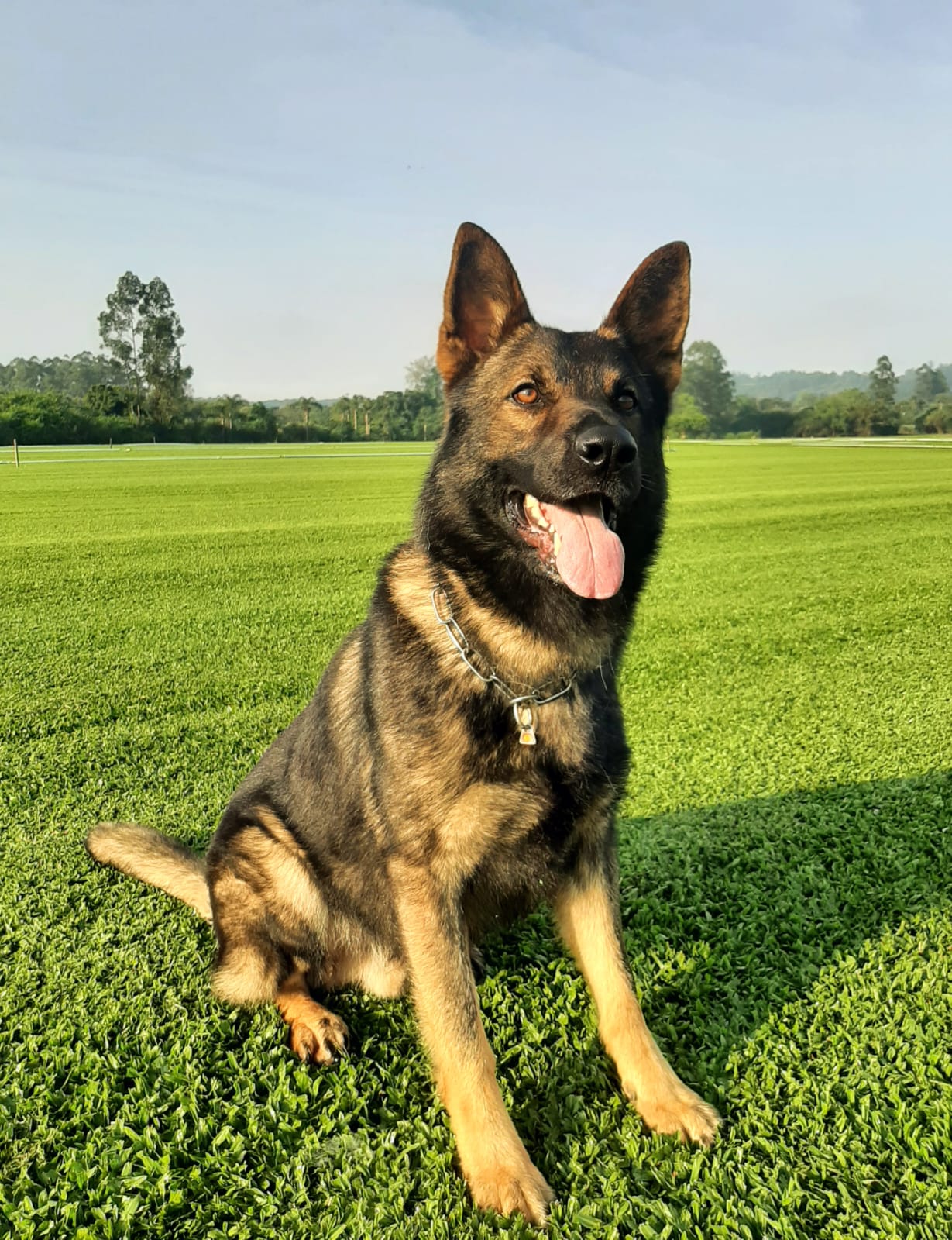 Eisen do Lupus Uivantes