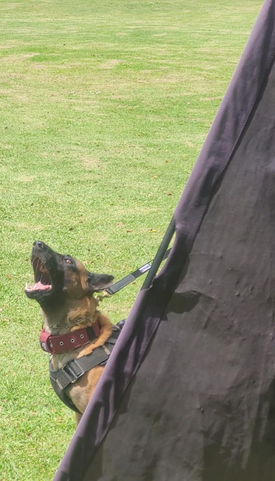 Pharaó do Taba Ruiz