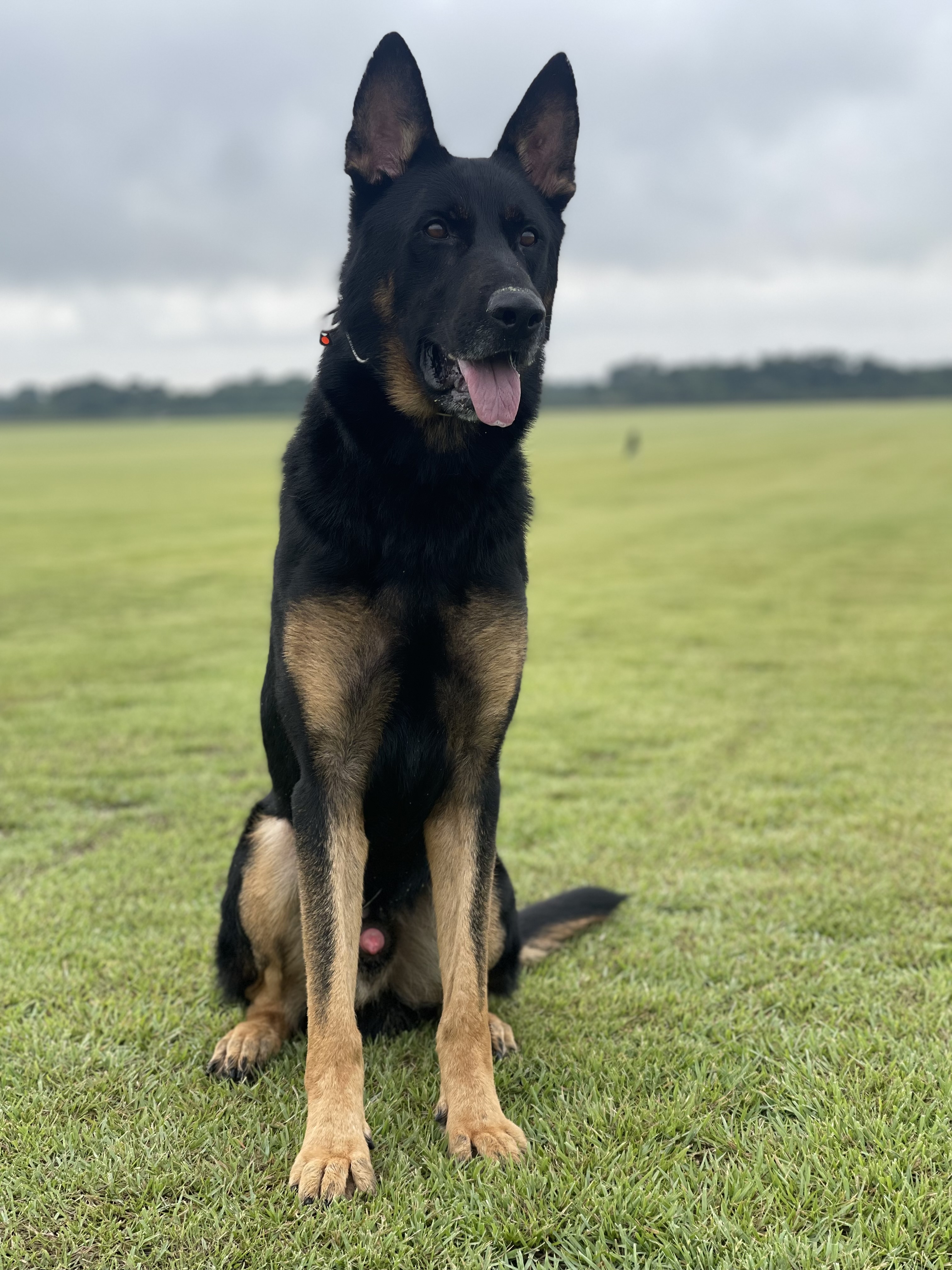 Gringo Holly’s Land