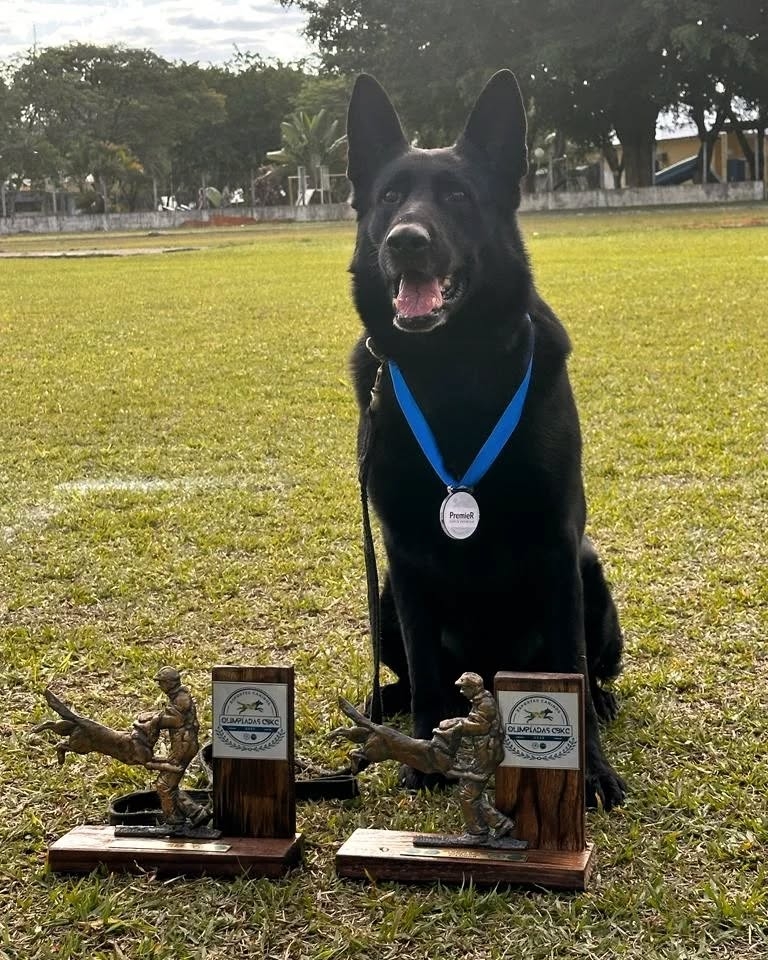 Black Jack Vox meinerz