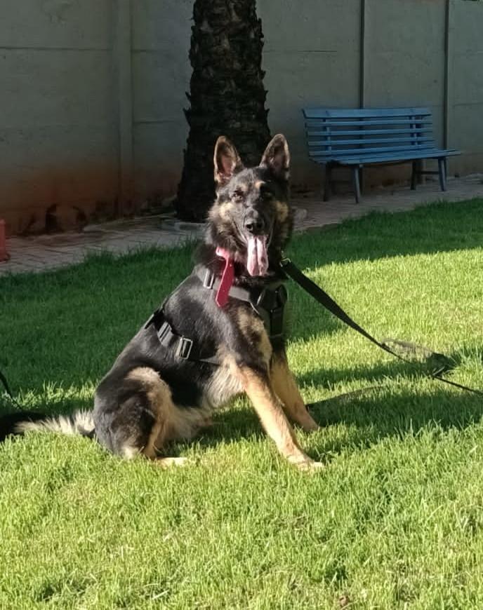 M-Axxel do Lupus Uivantes