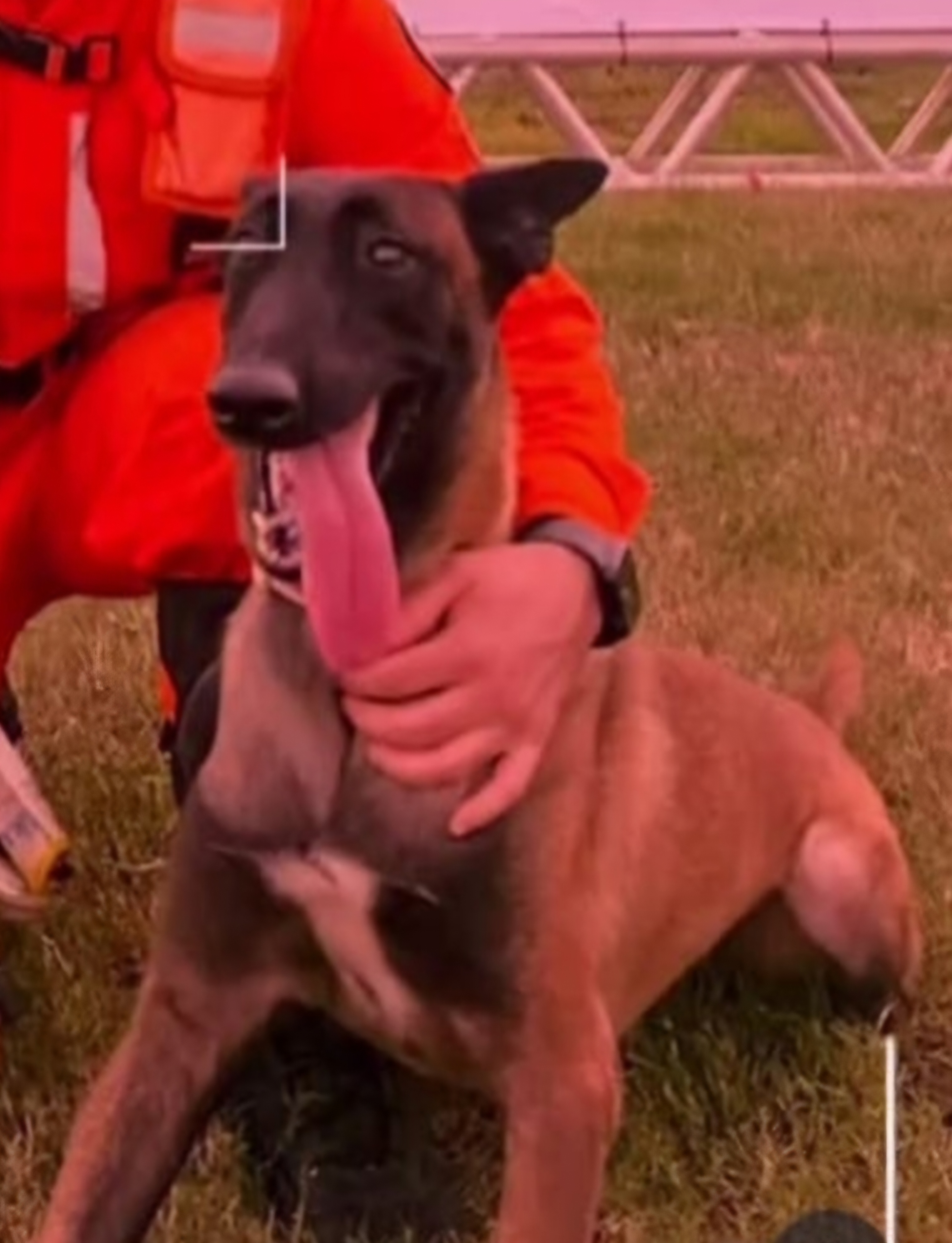 Bulltrins Shepherds Hanna