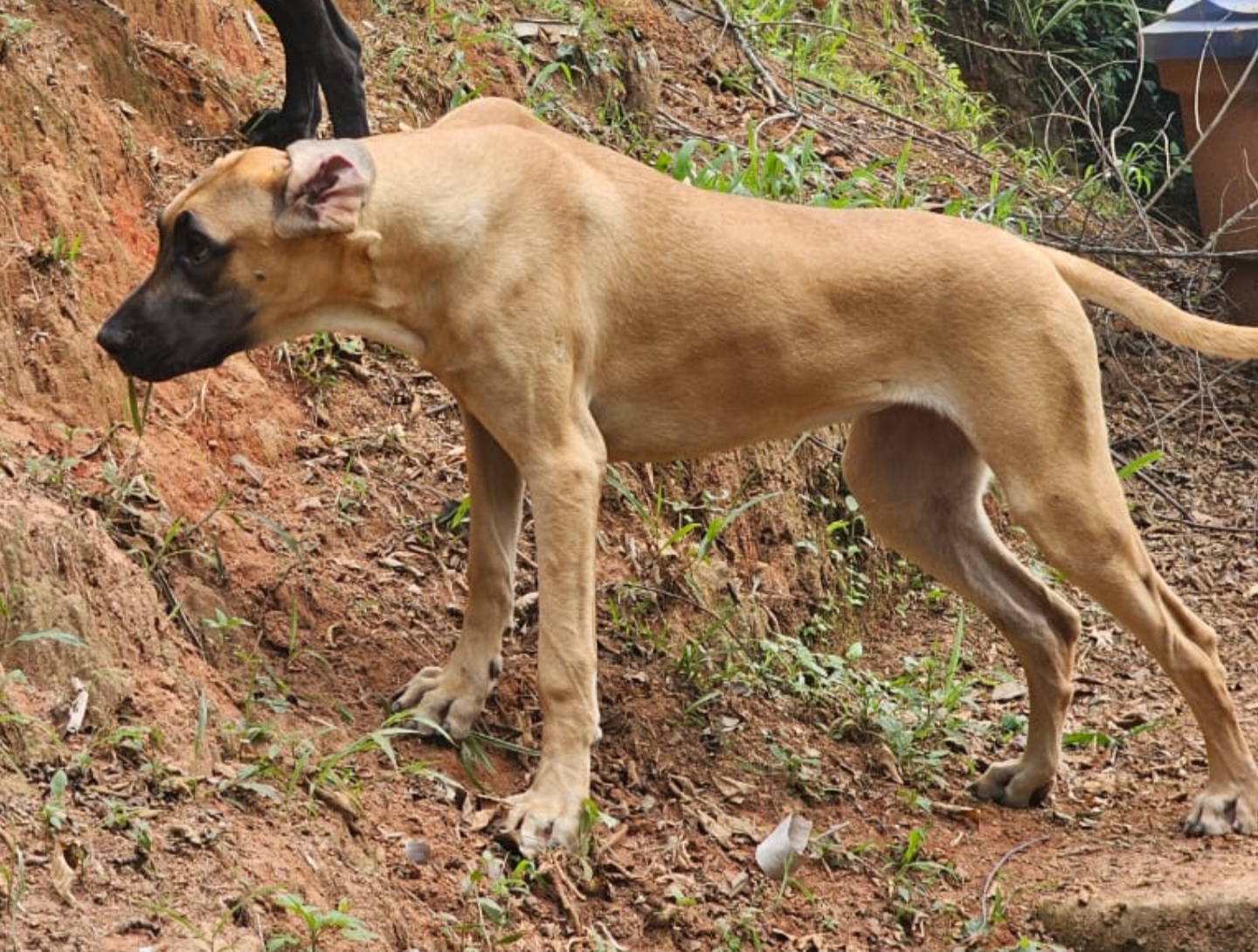 Chanel Bruce Great Giant Garden