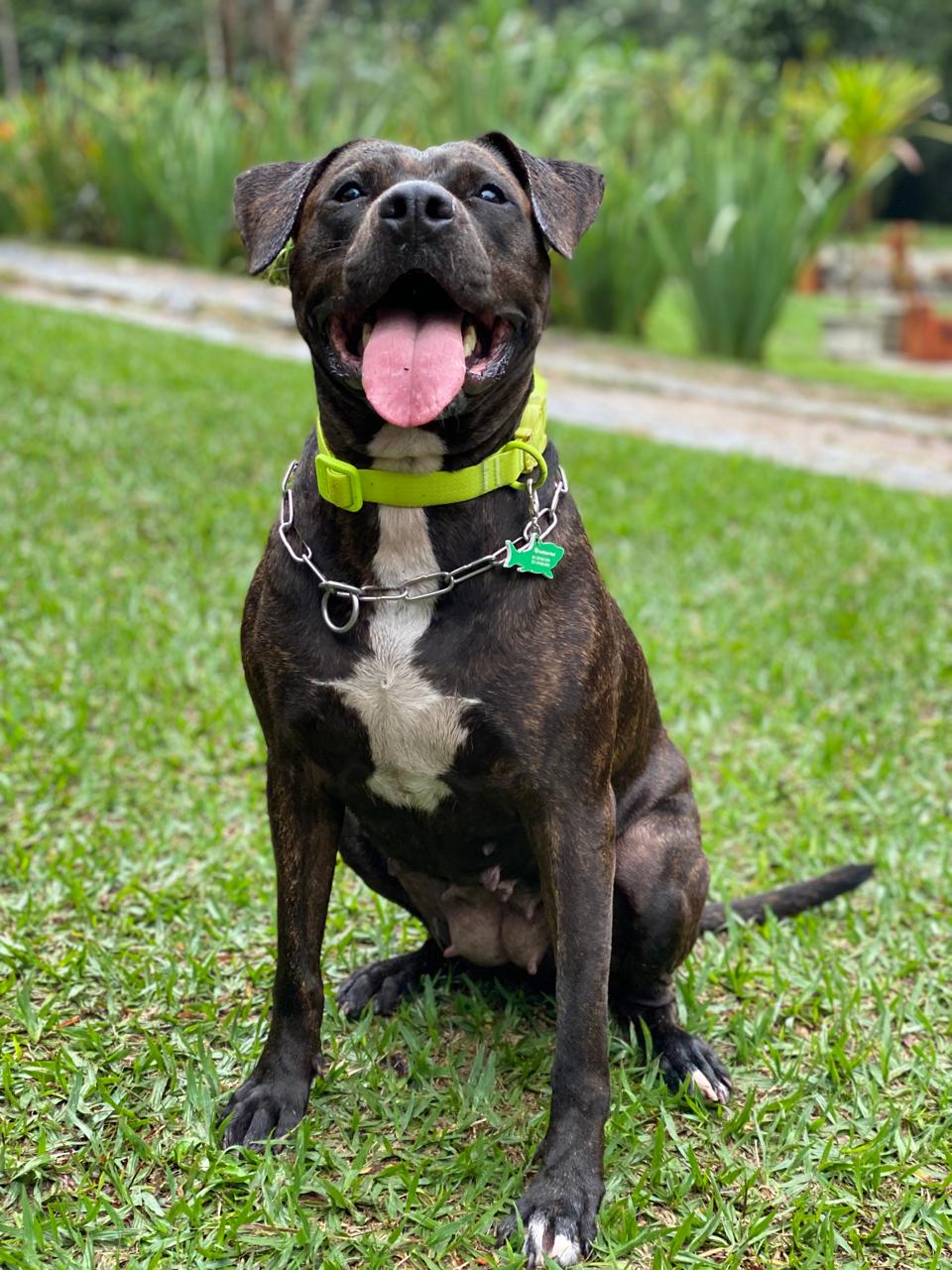 Princesa Moreira Colonese