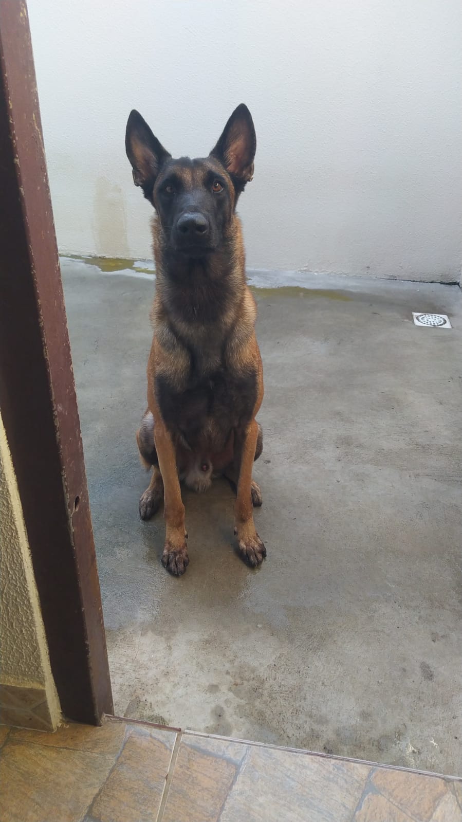 LION VERIS DU VALLIS ALPHA